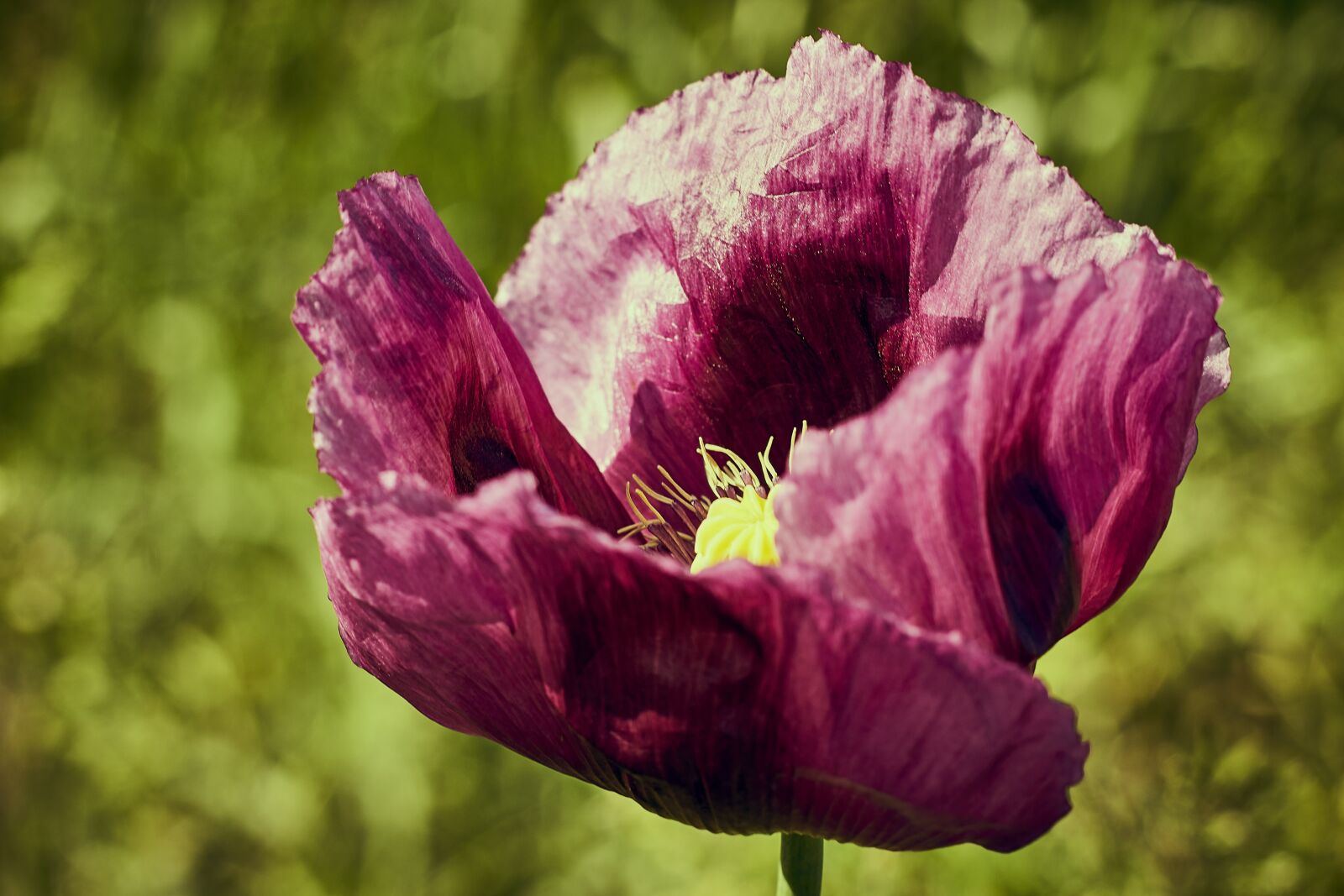 Sony a99 II sample photo. Flower, poppy, meadow photography