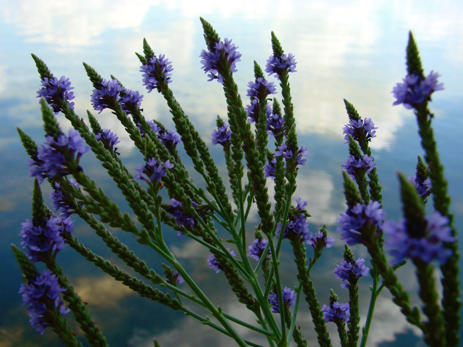 Sony DSC-H5 sample photo. Verbena, blue flower, lakeside photography