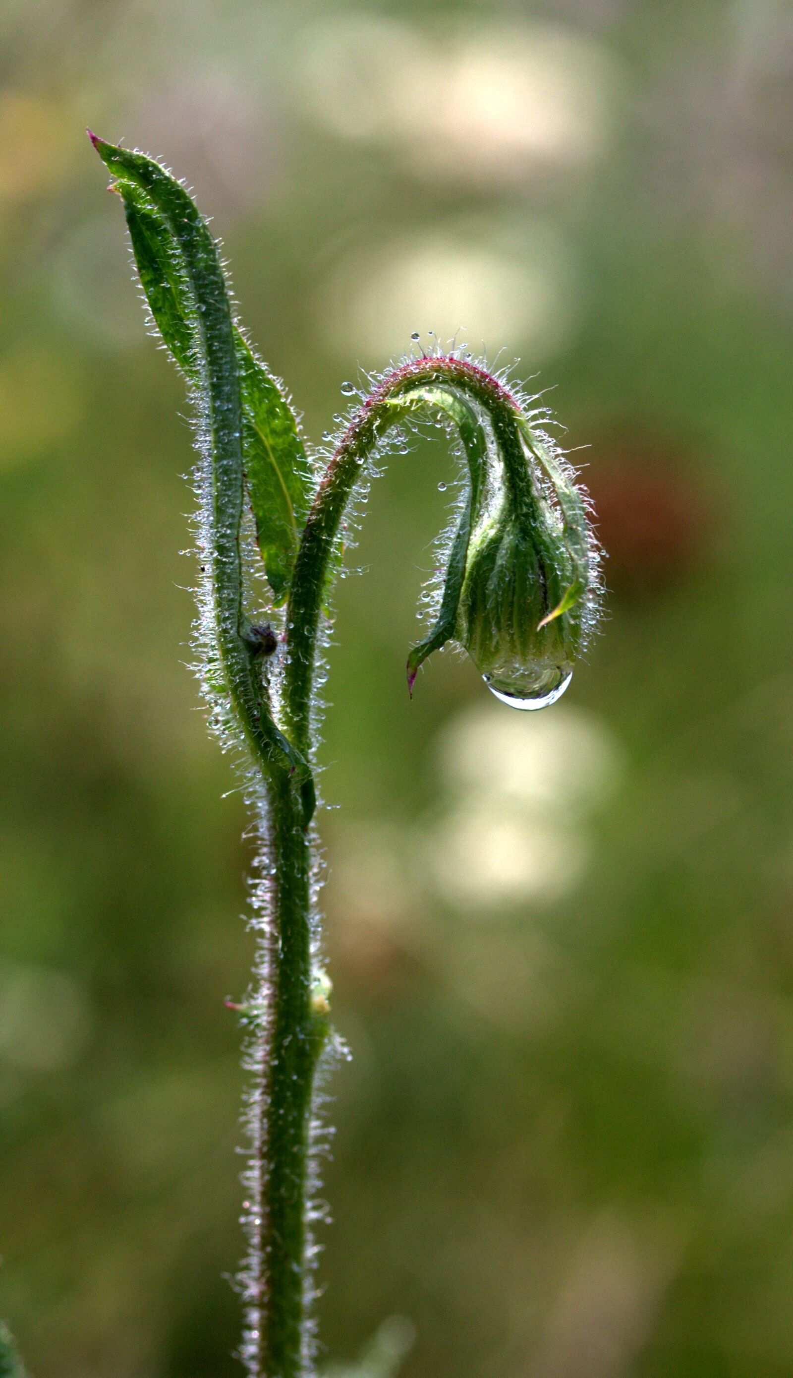 Canon EF-S 60mm F2.8 Macro USM sample photo. Bud of flower, green photography