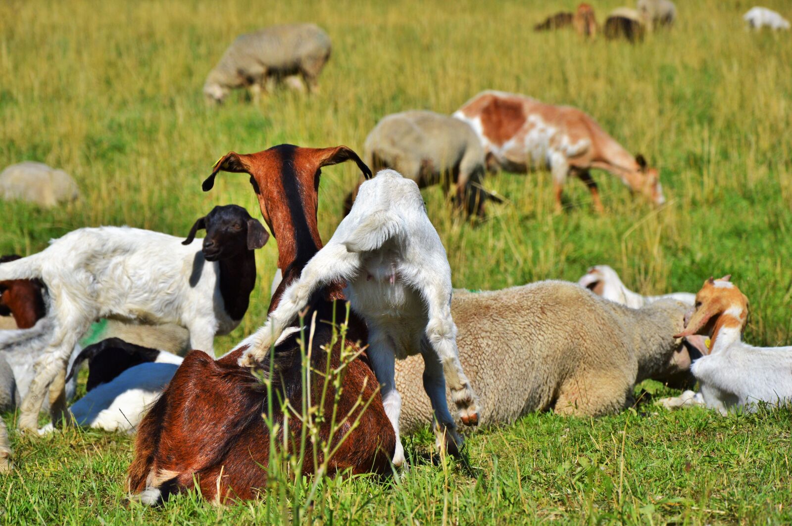 Nikon D3200 sample photo. Goat, prima donna, geiss photography