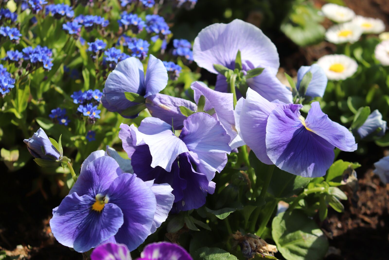 Canon EOS 200D (EOS Rebel SL2 / EOS Kiss X9) sample photo. Pansy, 400–500, viola photography