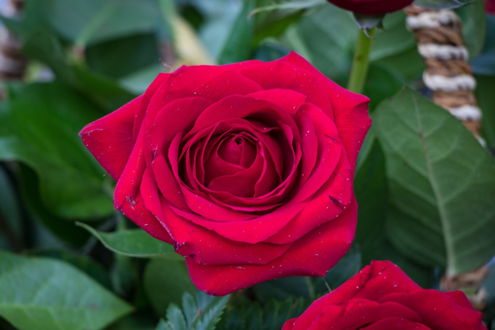 Canon EF-S 18-135mm F3.5-5.6 IS USM sample photo. Rose, flowers, petals photography