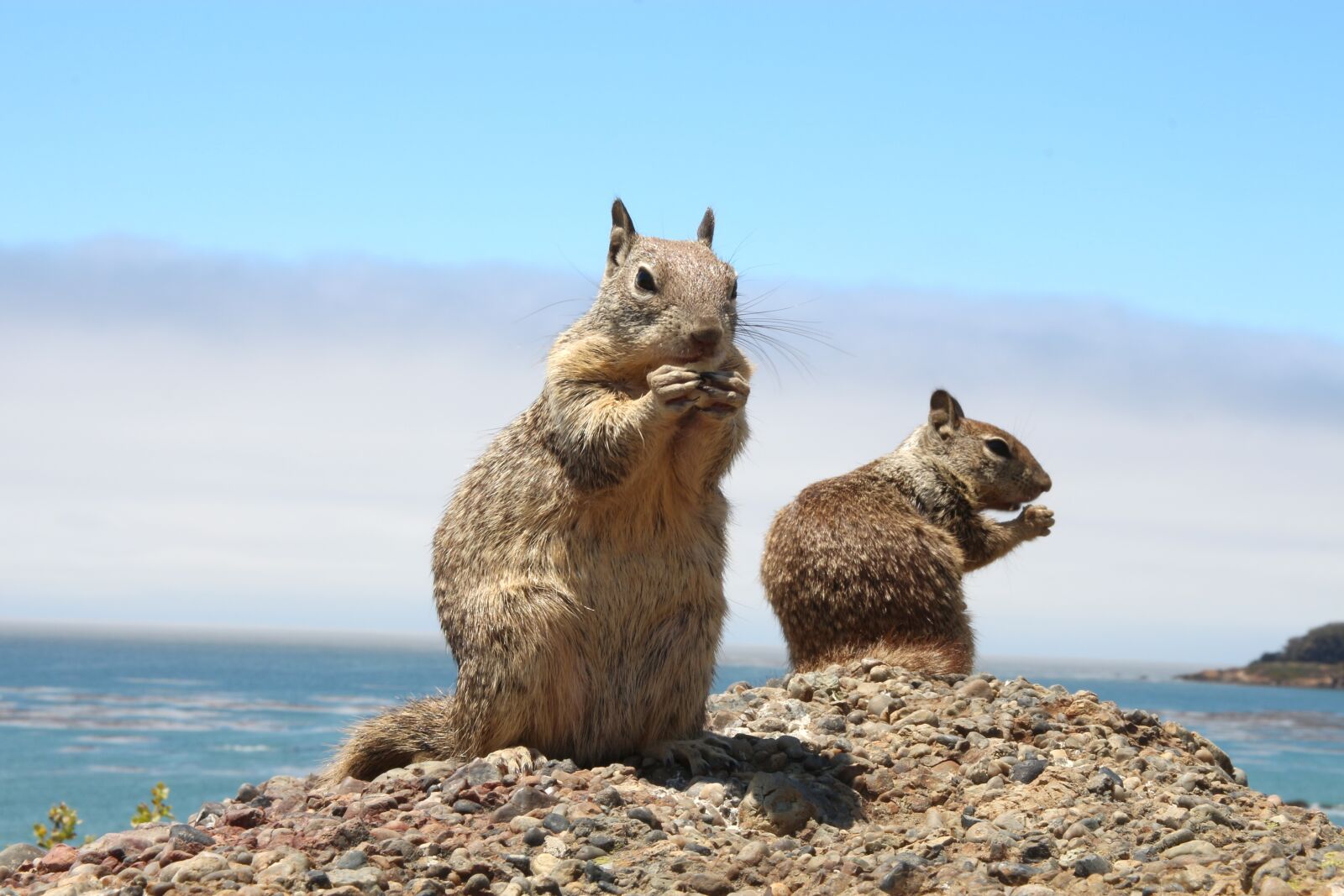 Canon EOS 700D (EOS Rebel T5i / EOS Kiss X7i) sample photo. Ground squirrel, gophers, nature photography
