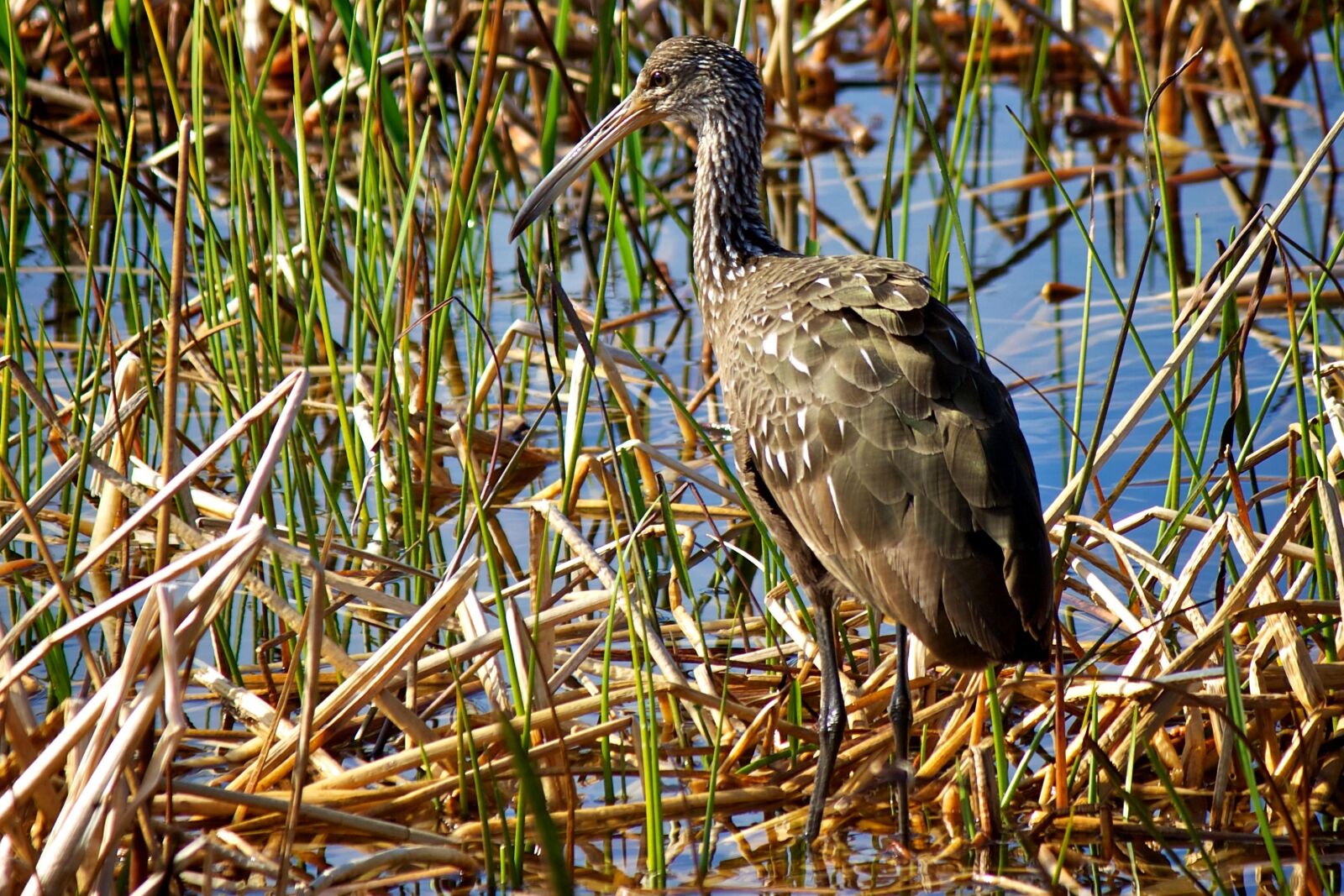 Canon EOS 50D sample photo. Limpkin, carrao, courlan, crying photography