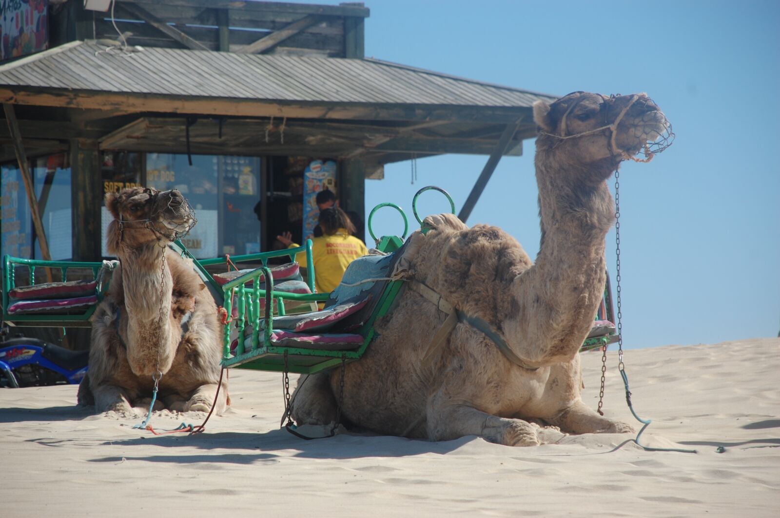Nikon D40 sample photo. Camels, sand, travel photography