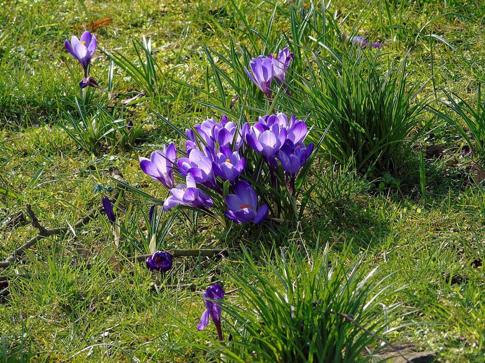 Sony Cyber-shot DSC-H400 sample photo. Flower, flowers, crocus photography