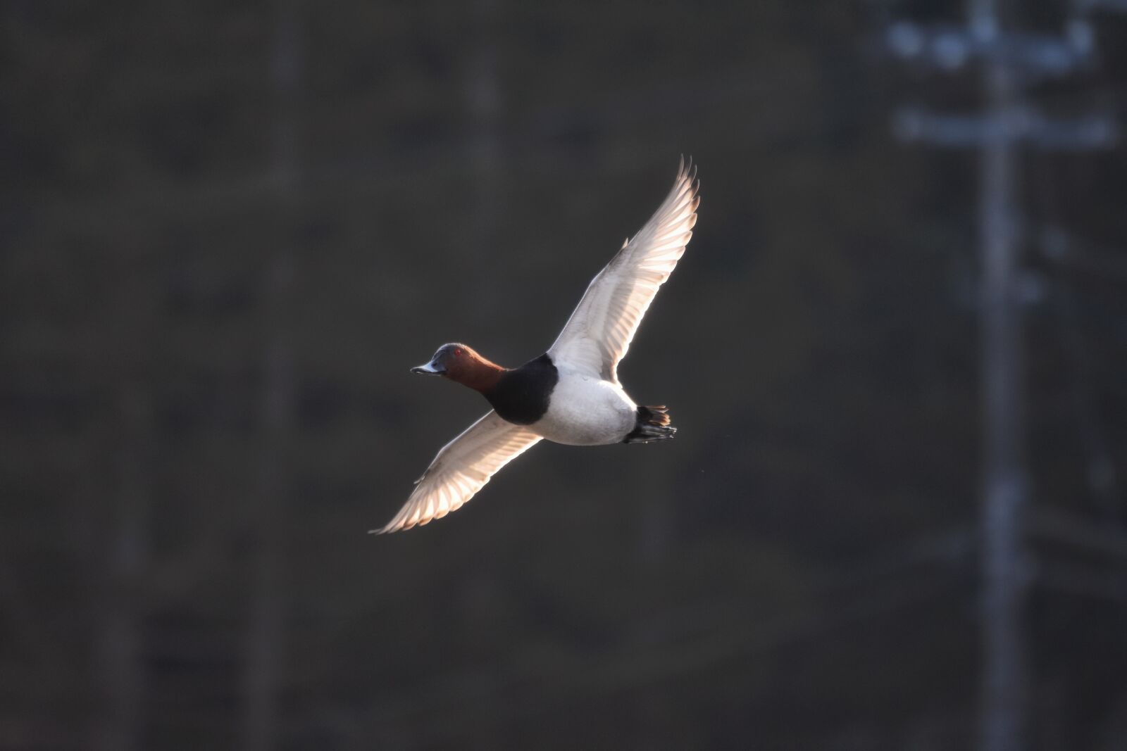 Nikon D7200 sample photo. Animal, bird, waterfowl photography