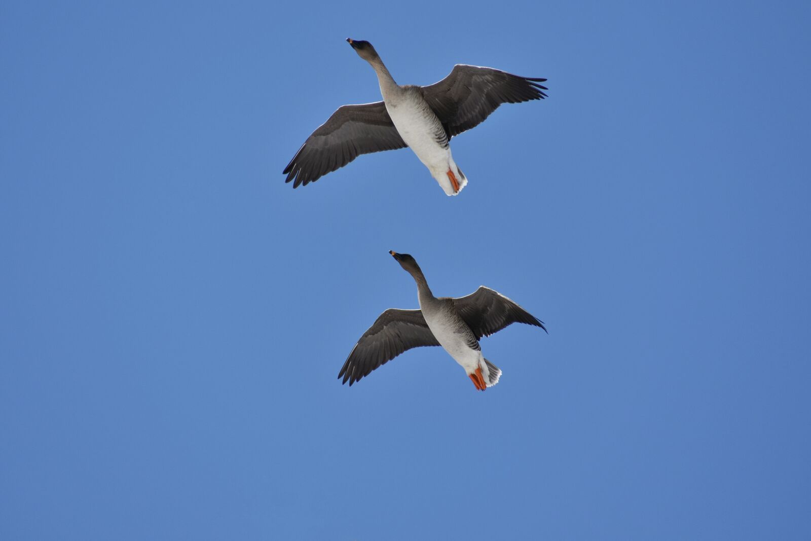 Nikon D7200 sample photo. Animal, sky, bird photography