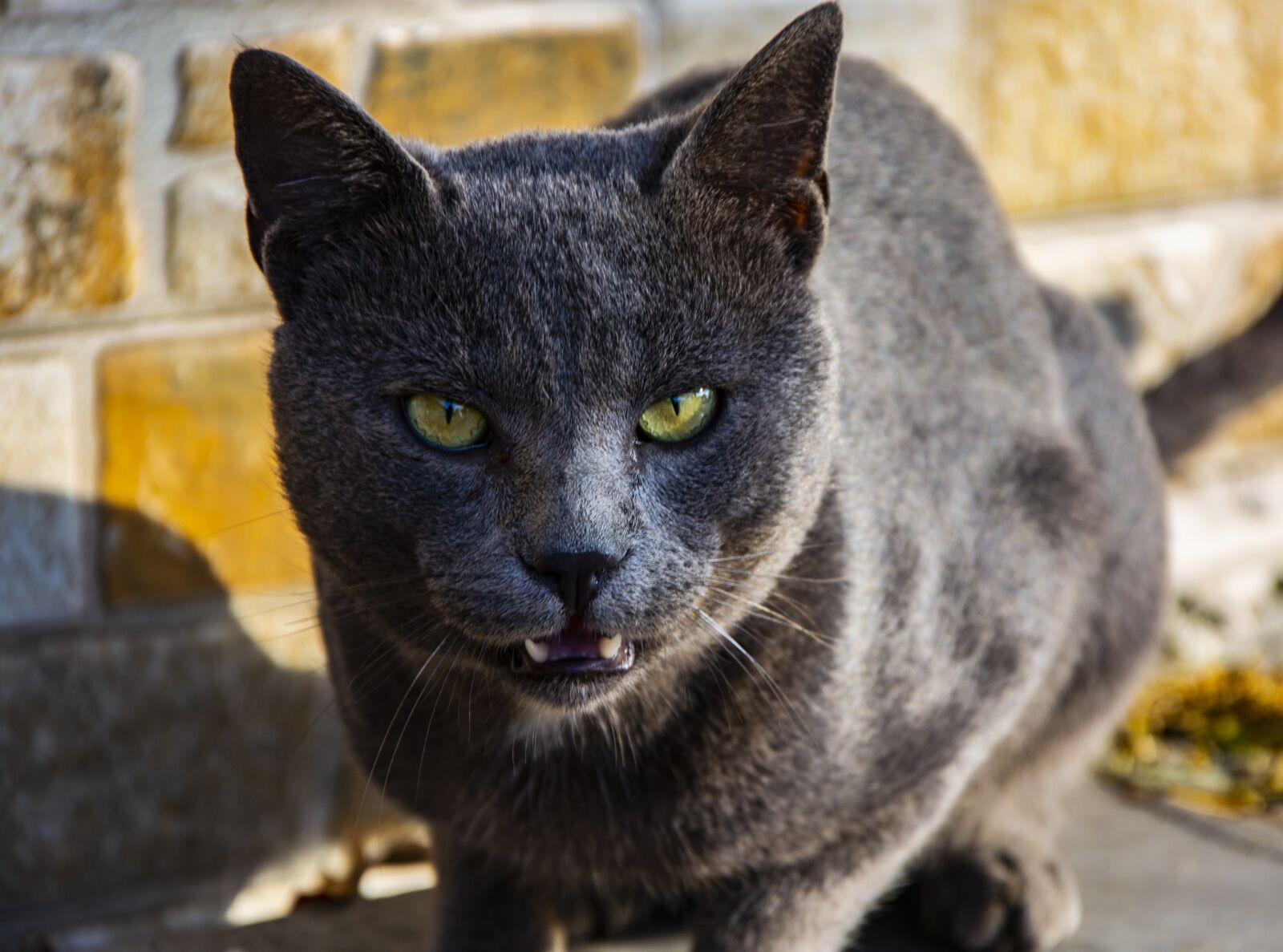 Nikon D5200 sample photo. Cat, animal, dangerous photography