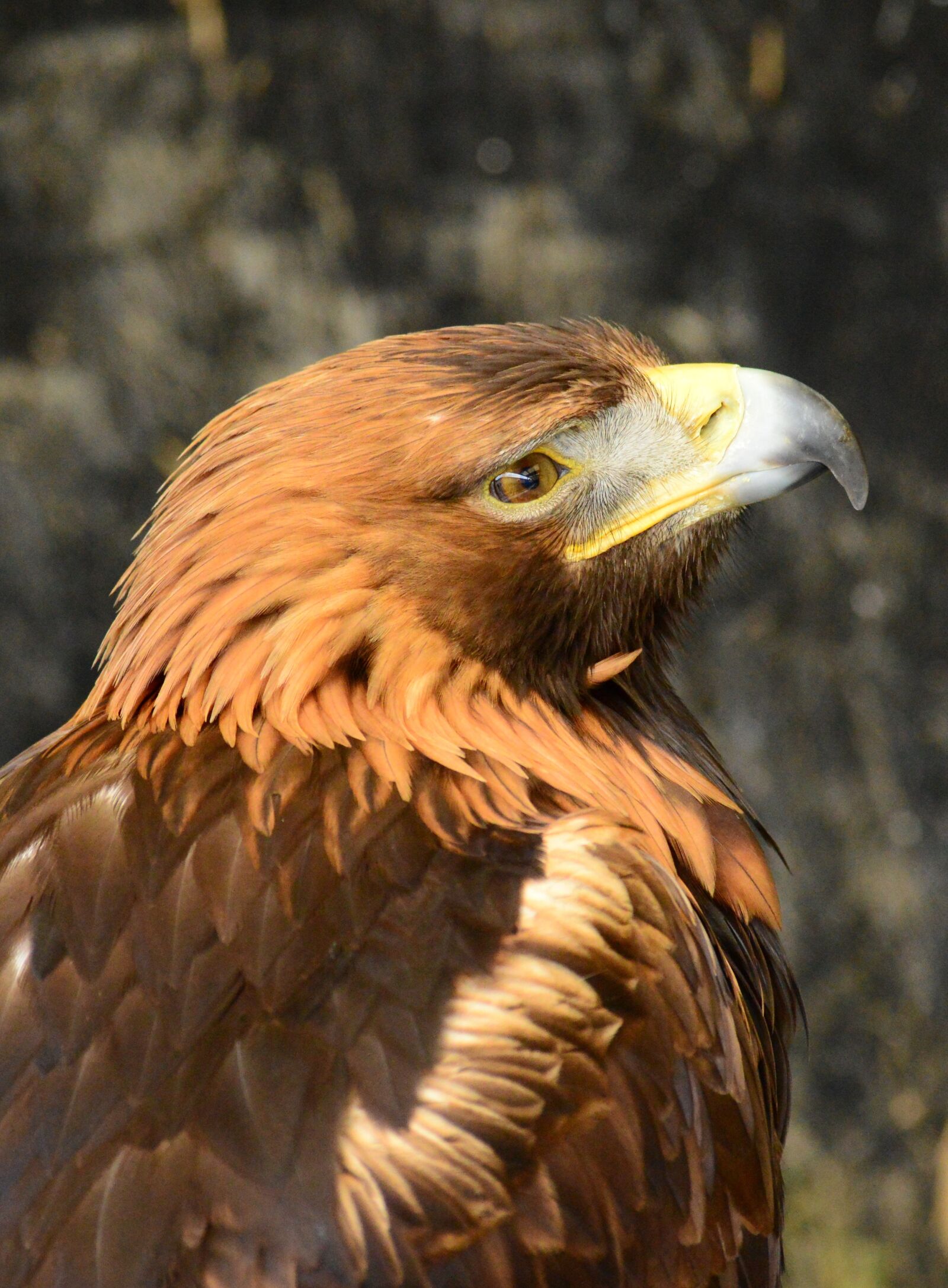 Nikon D3200 sample photo. Golden, eagle, raptor photography