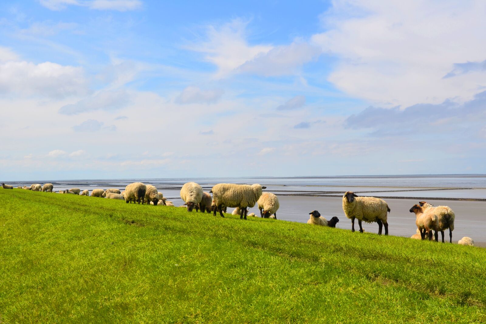 Nikon D5100 sample photo. Sheep, flock, flock of photography