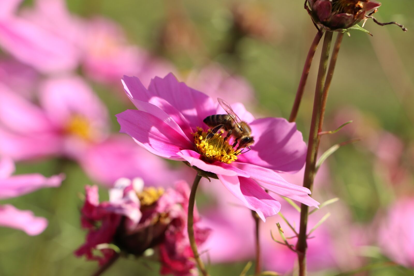 Canon EOS 800D (EOS Rebel T7i / EOS Kiss X9i) sample photo. Flower, bee, cosmos photography