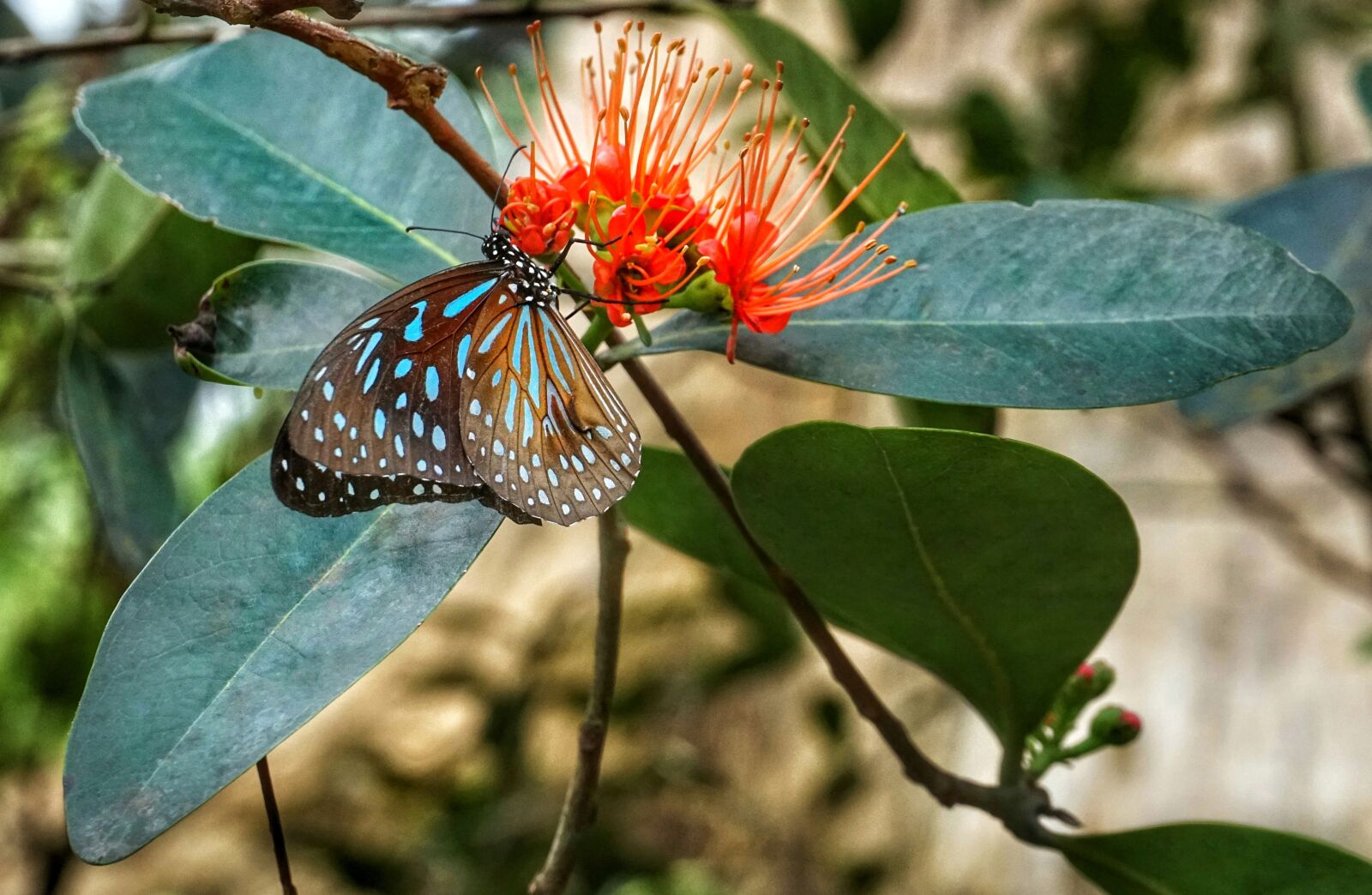 Sony a6300 sample photo. Butterfly, feeding, flower photography