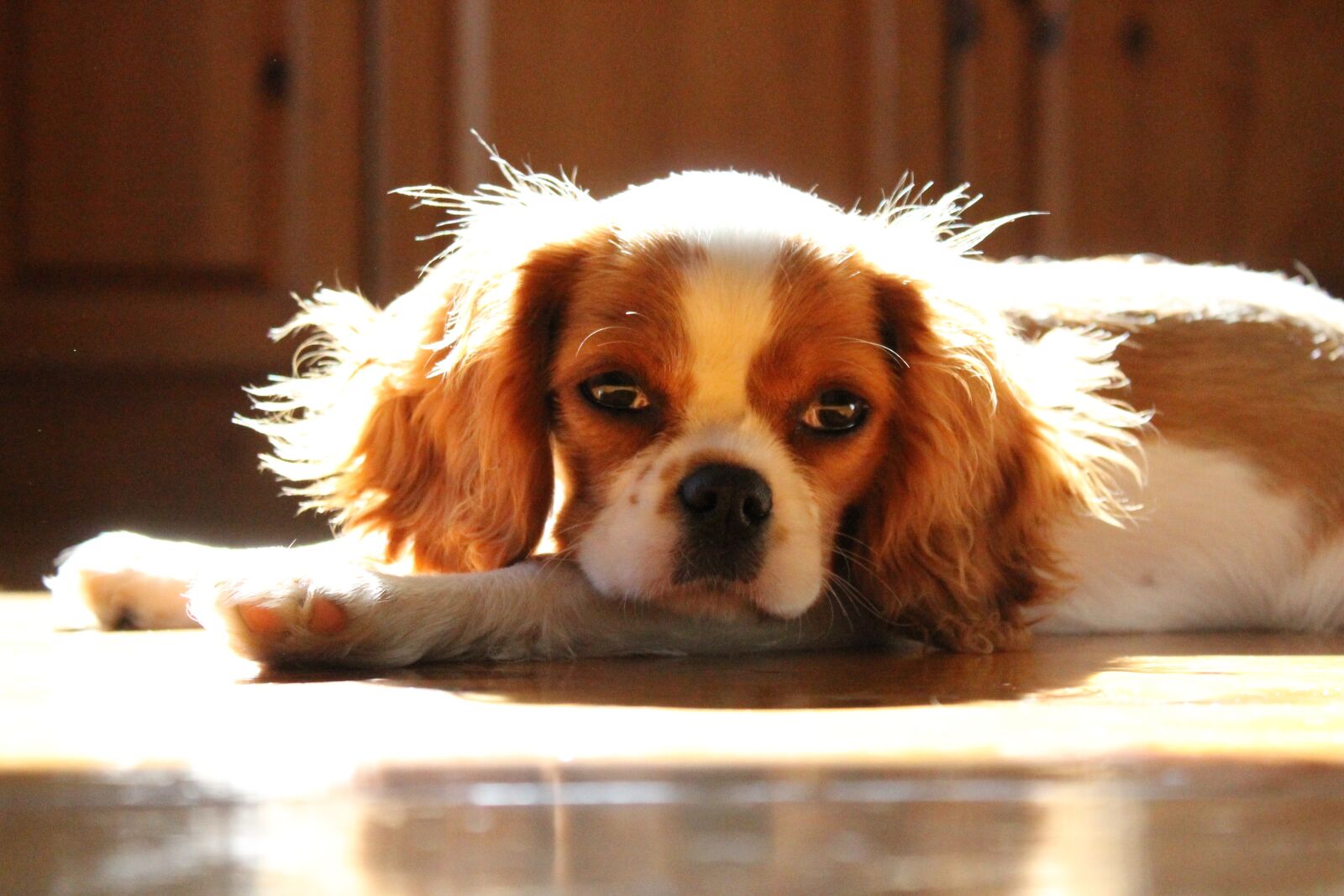 Canon EOS 1100D (EOS Rebel T3 / EOS Kiss X50) sample photo. Cavalier, king, charles photography