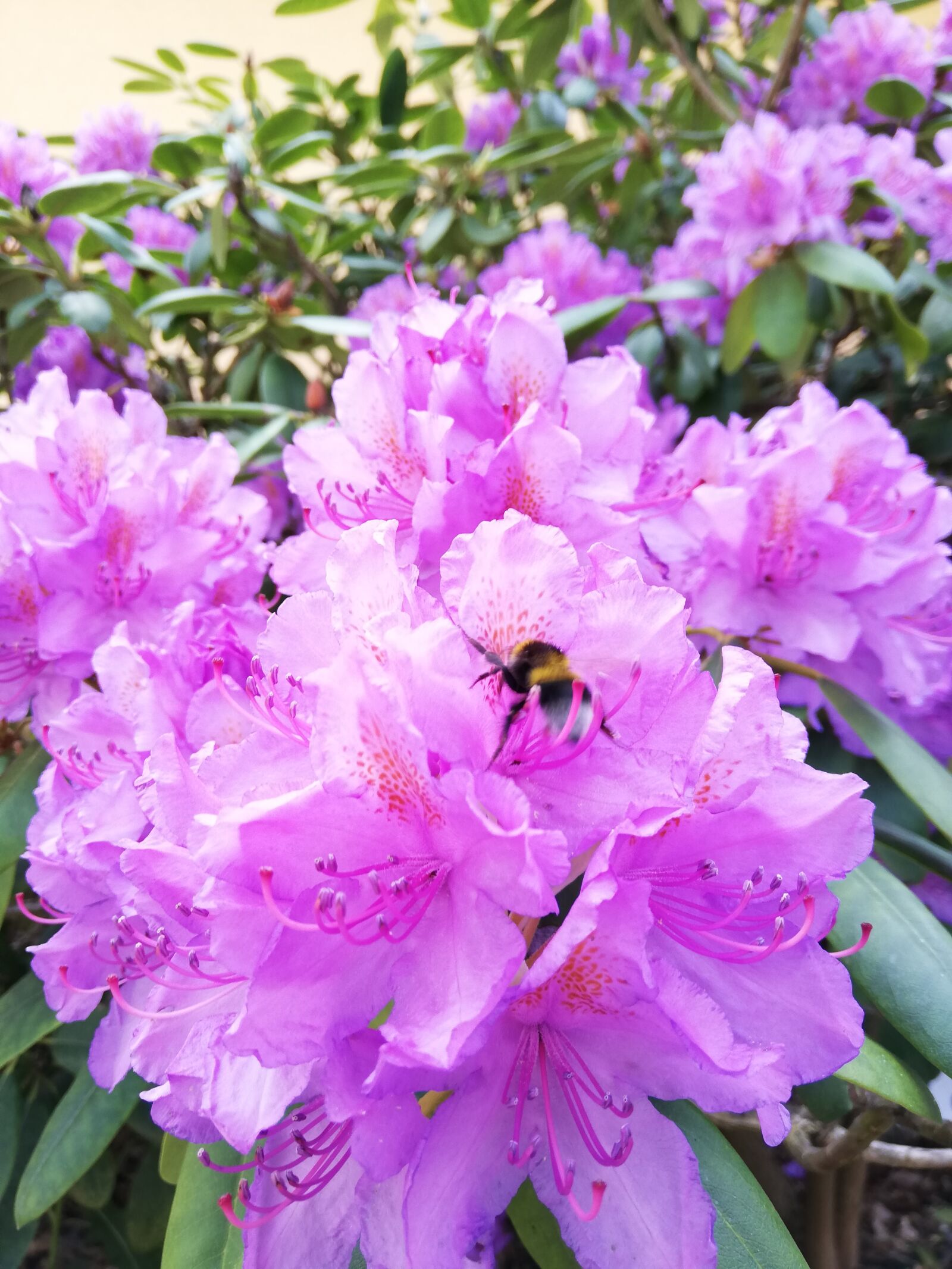 HUAWEI P20 lite sample photo. Flower, purple, blossom photography