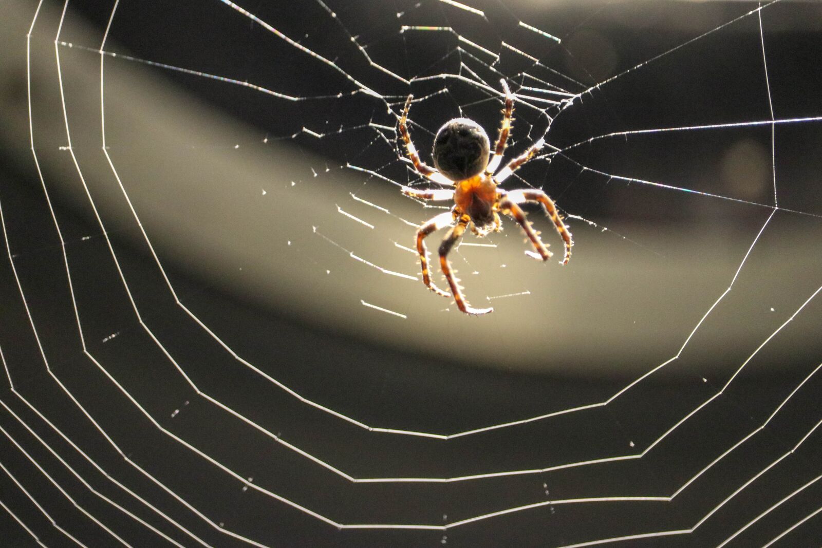 Canon EF-S 55-250mm F4-5.6 IS STM sample photo. Spider, web, nature photography