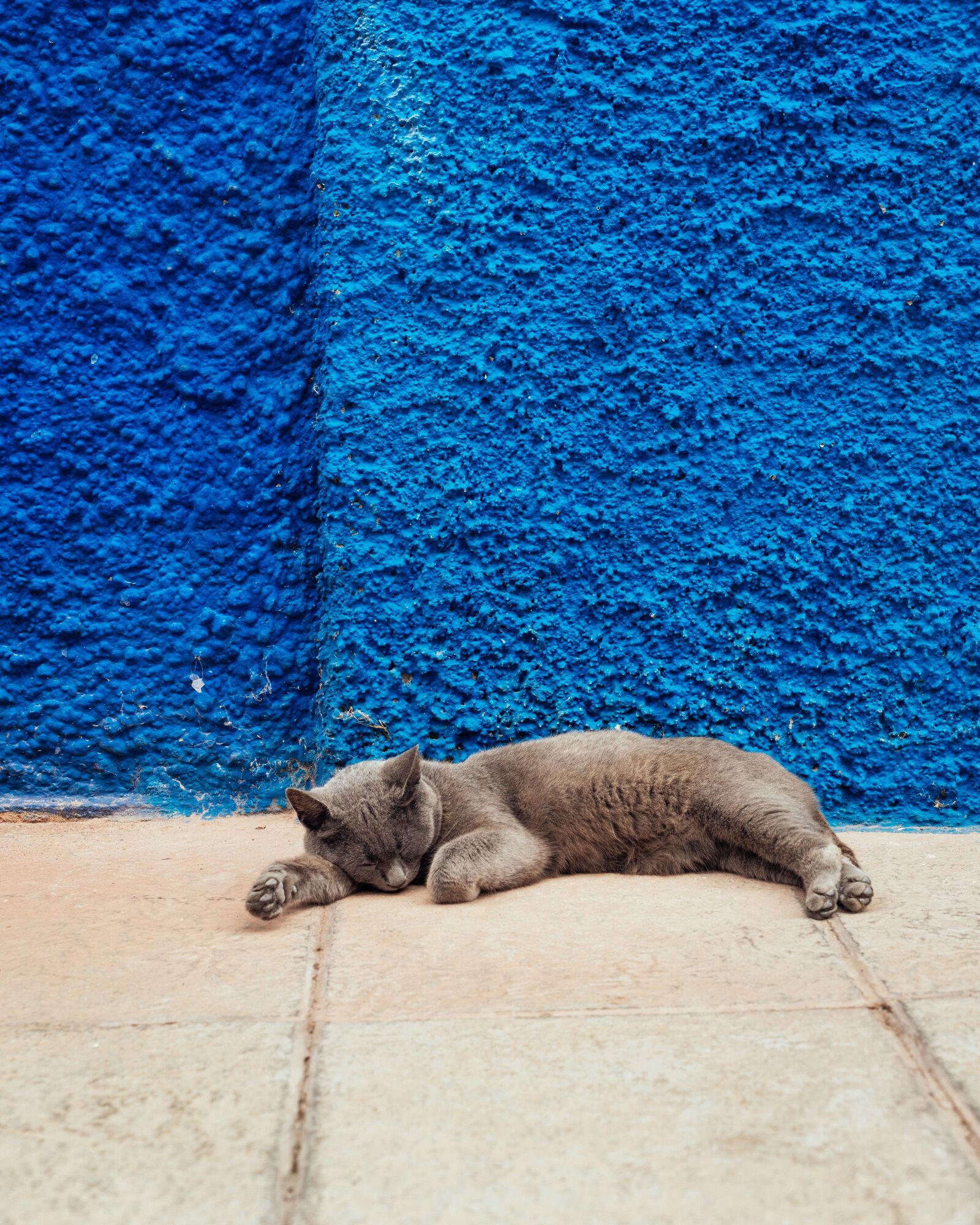 Sony a7 II + Sony Vario Tessar T* FE 24-70mm F4 ZA OSS sample photo. Cat, sleep, wall photography