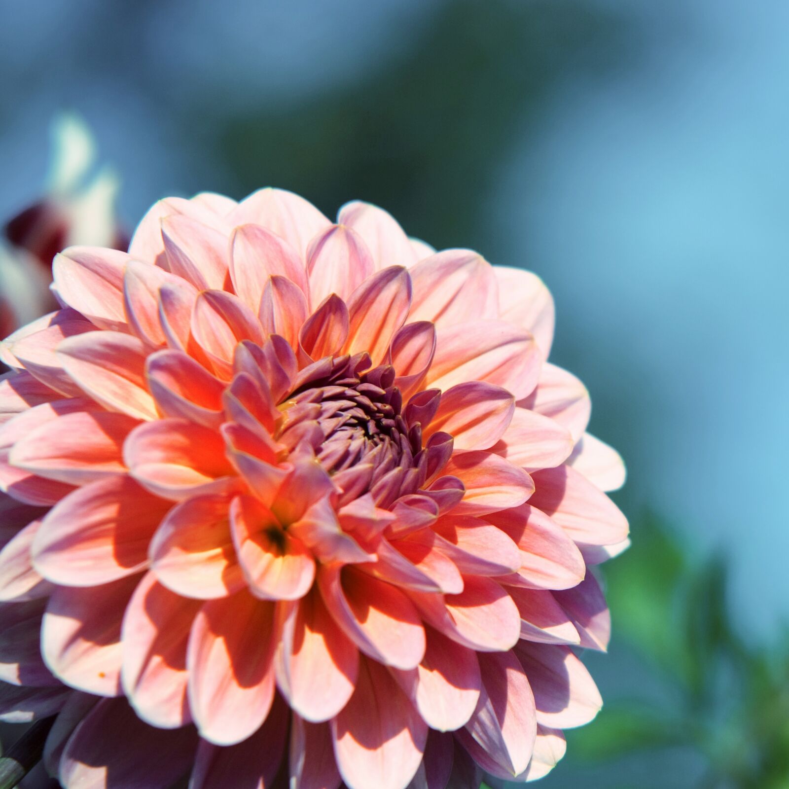 Nikon D2X sample photo. Raghavendra, purple, purple flower photography