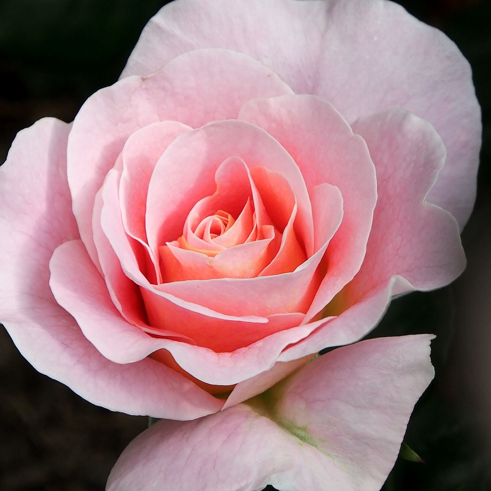 Olympus OM-D E-M5 sample photo. Rose, marie height, apricot photography
