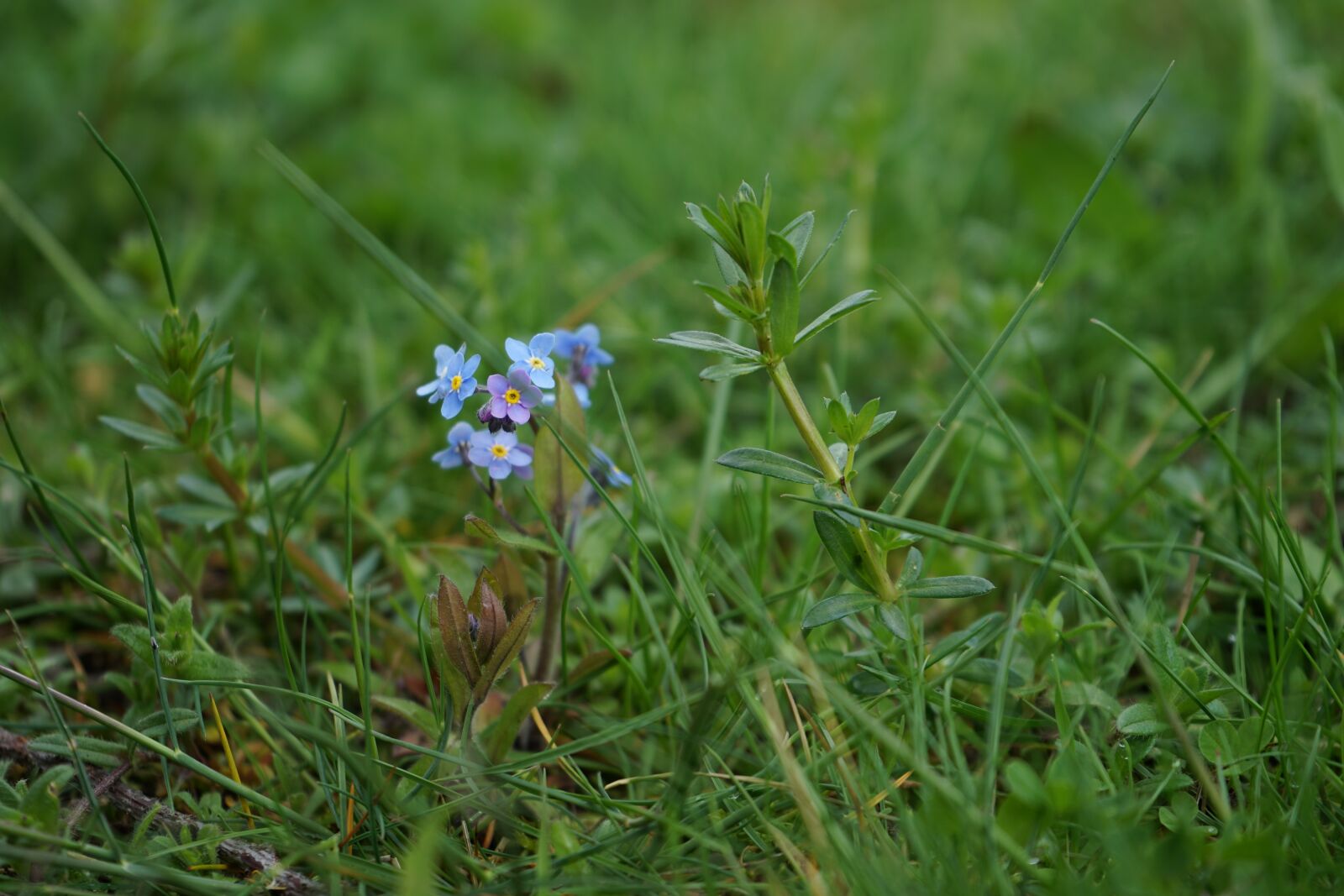 Sony a7 II + Sony FE 28-70mm F3.5-5.6 OSS sample photo. Flower, meadow, summer photography