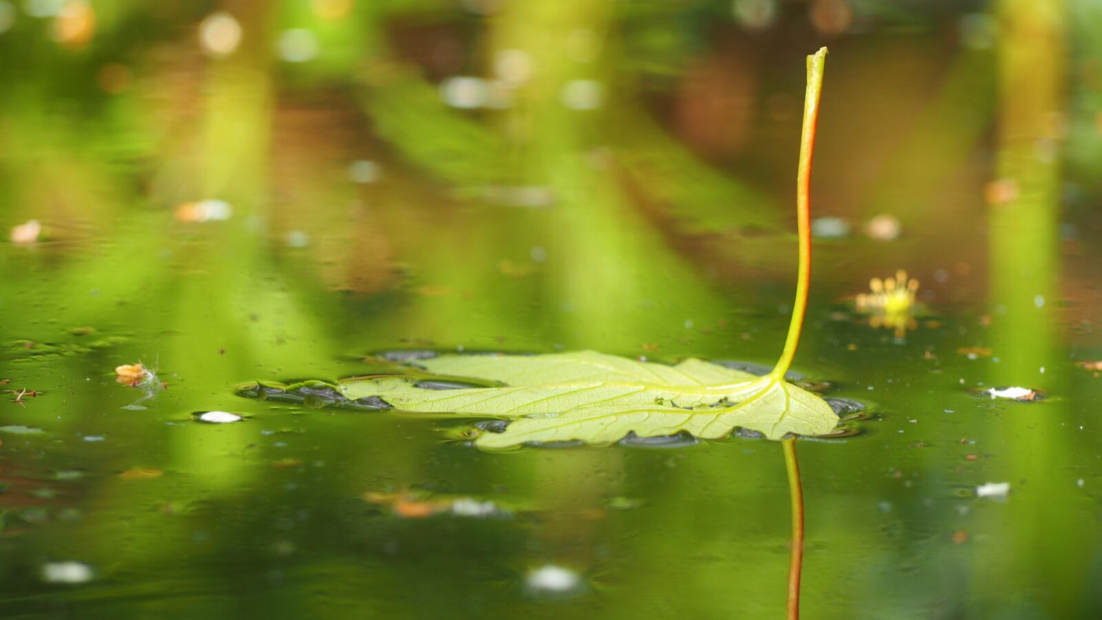 Olympus M.Zuiko Digital ED 40-150mm F4-5.6 R sample photo. Leaf, pond, floating photography