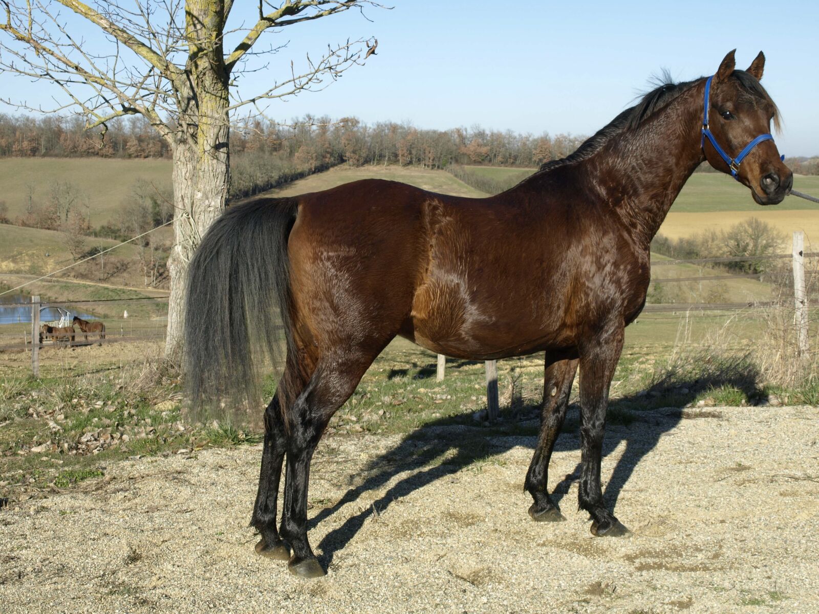 Olympus E-510 (EVOLT E-510) sample photo. Horse, equine, pure arab photography