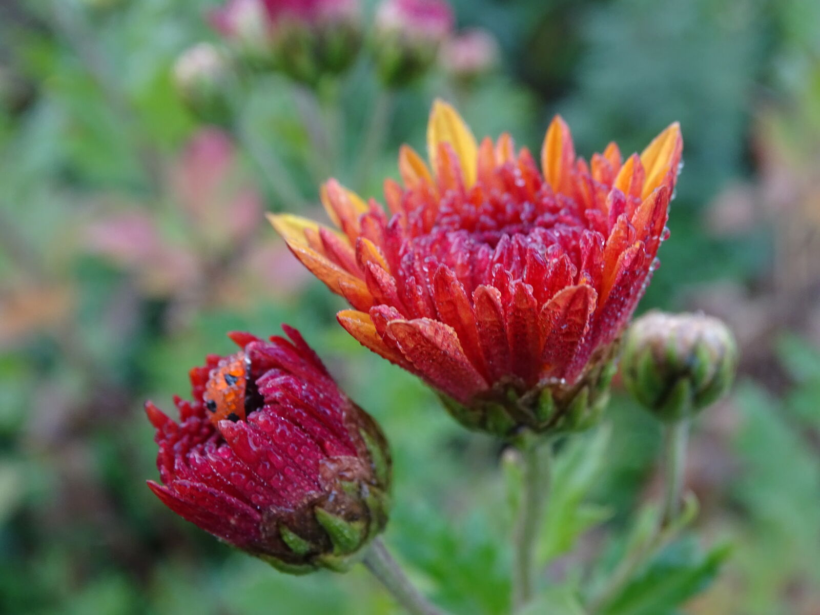 Sony Cyber-shot DSC-HX400V sample photo. Flower, macro, photography, natrul photography