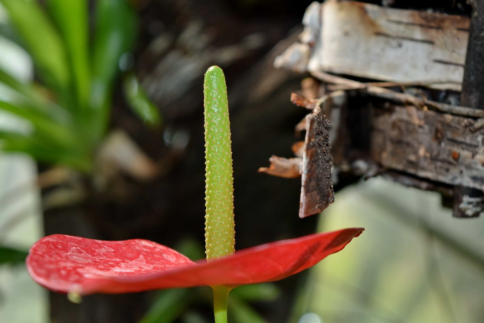 Nikon D5500 sample photo. Plant, nature, leaf, outdoors photography