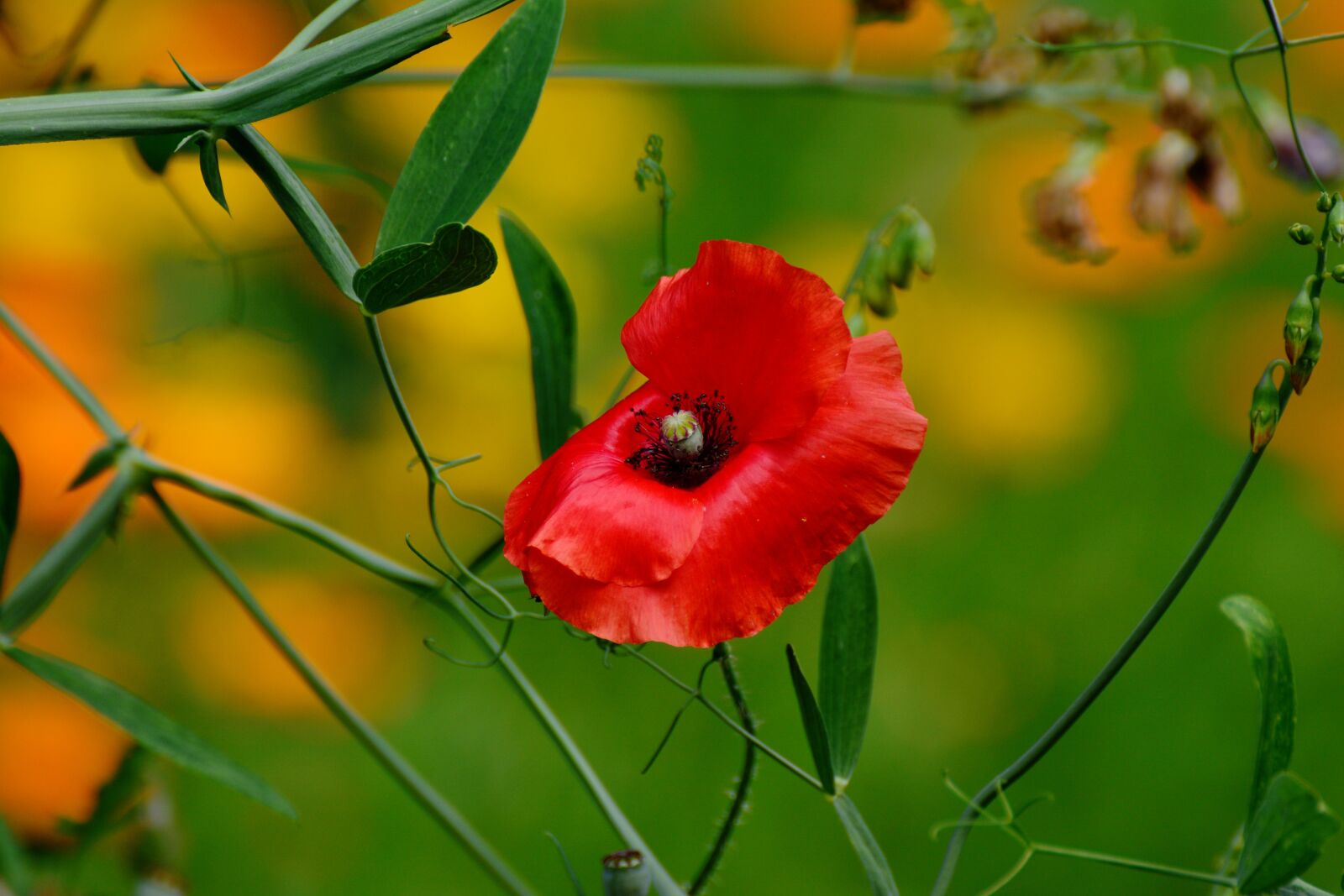 Nikon D5200 sample photo. Poppy, garden, gardening poppy photography
