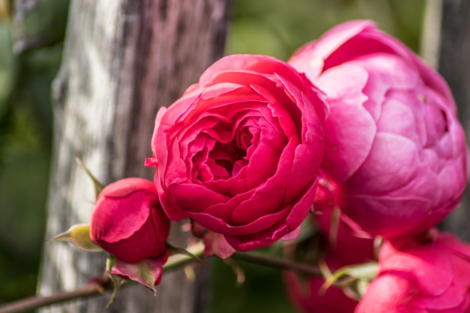 Canon EOS 200D (EOS Rebel SL2 / EOS Kiss X9) sample photo. Roses, flowers, macro photography