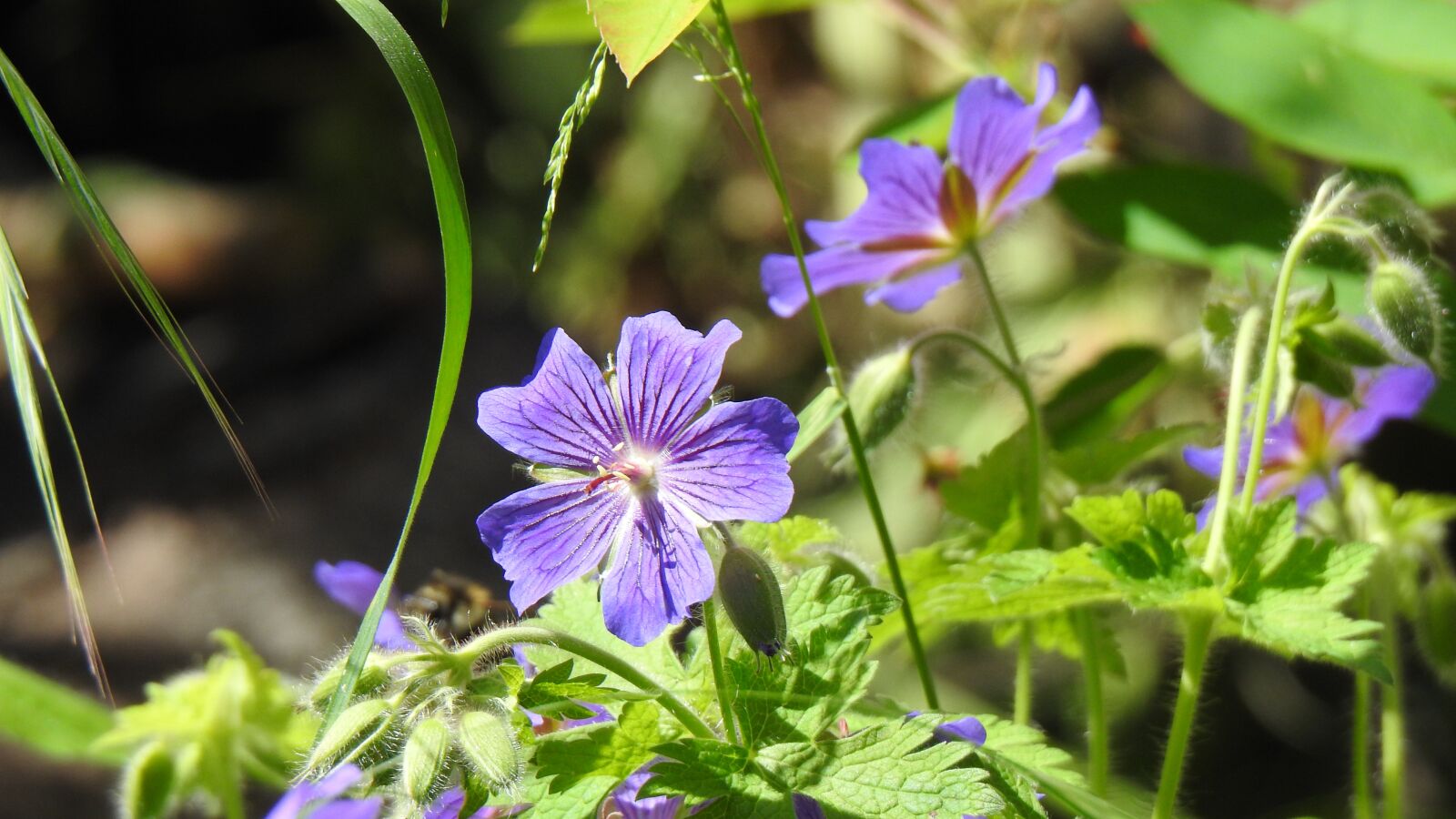 Nikon Coolpix P900 sample photo. Blue flowers, cranesbill, spring photography