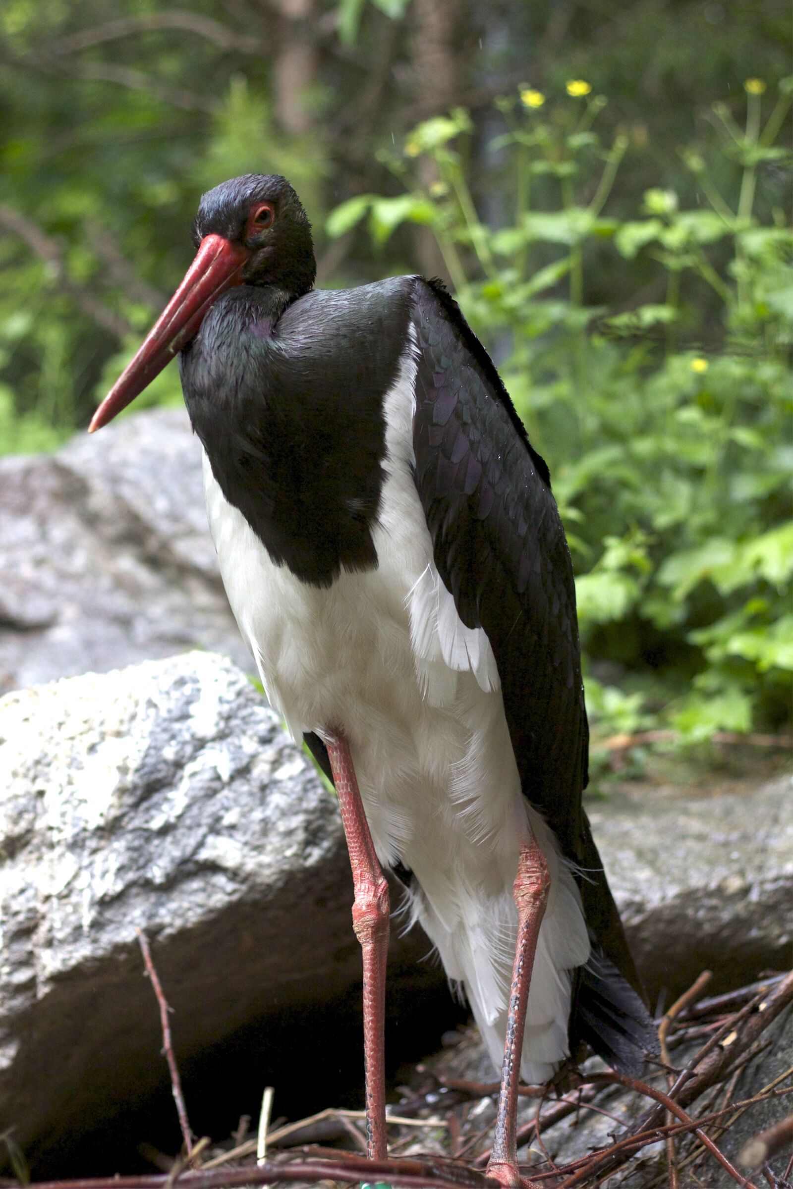 Canon EOS 60D sample photo. Stork, bird, black and photography