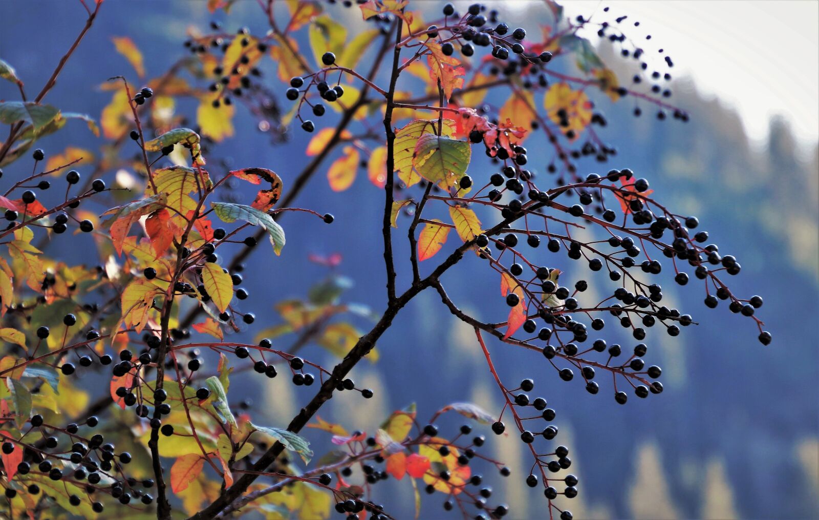 Canon EOS 80D sample photo. Ornamental shrub, autumn, growth photography