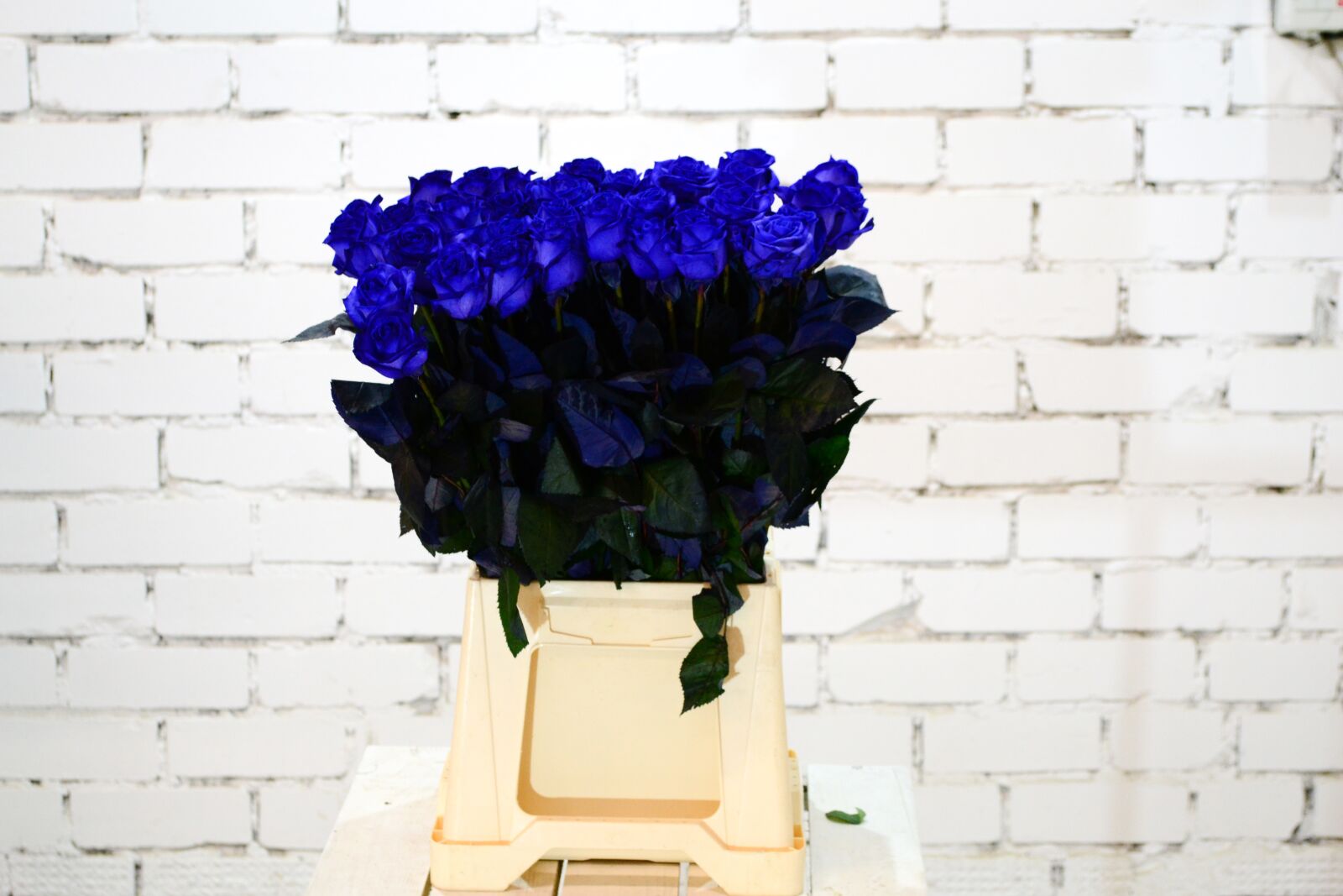 Nikon D3100 sample photo. Color, flowers, blue photography