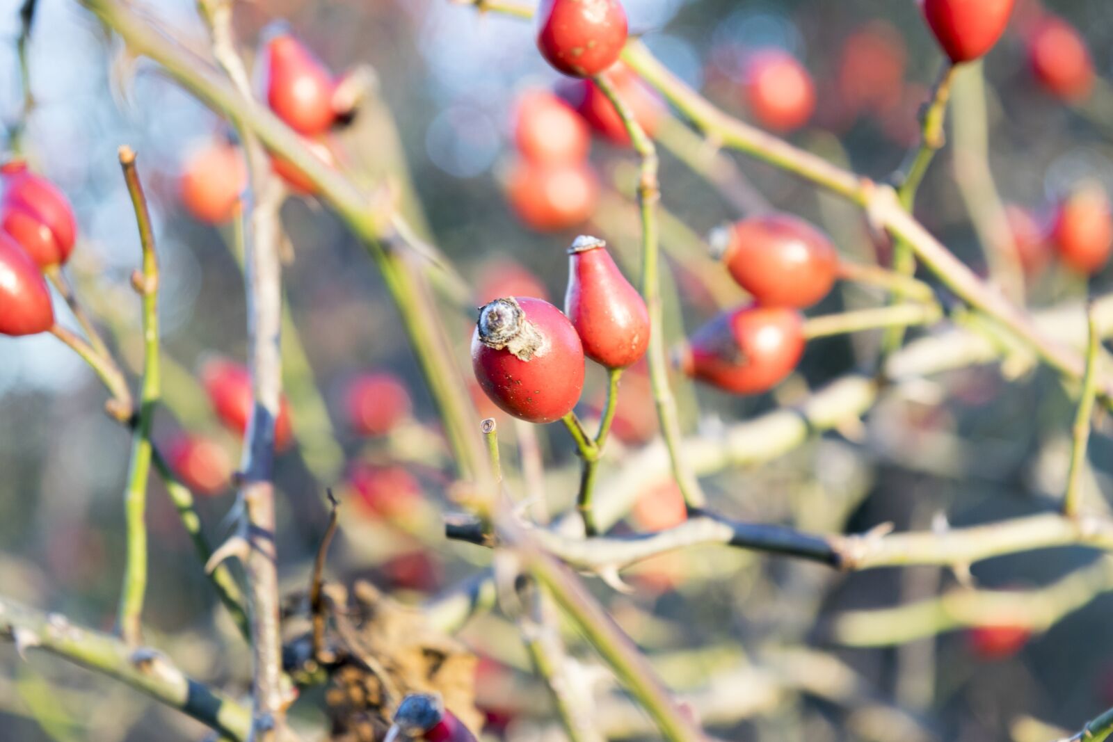 Nikon D5300 sample photo. Berry, plant, elijah clerici photography