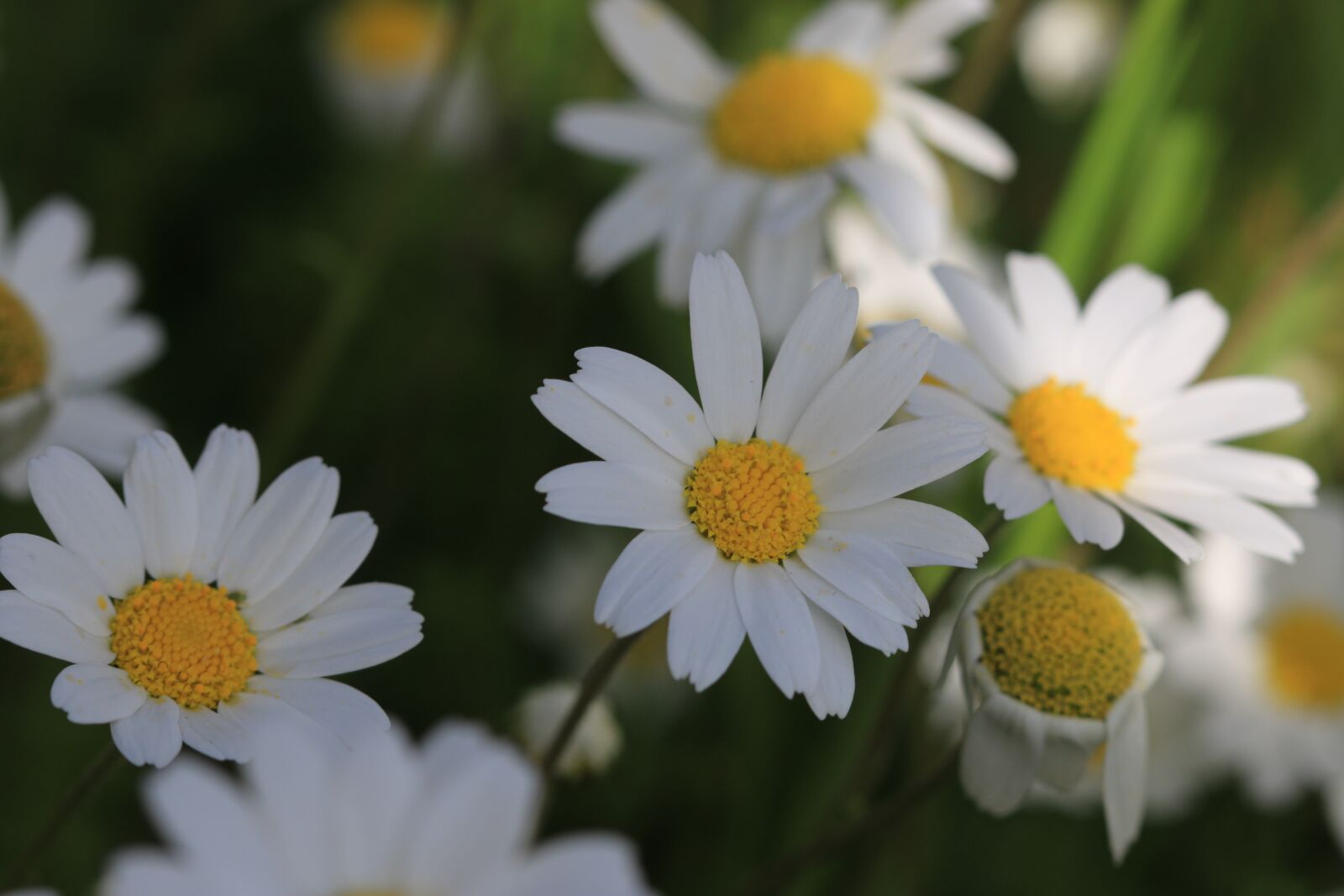 Canon EOS 70D + Canon EF 100mm F2.8 Macro USM sample photo. Daisy, green, flower photography
