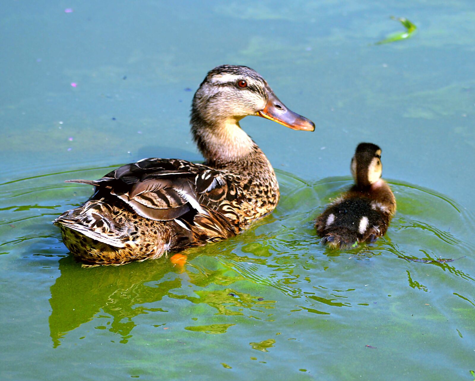 Nikon D3200 sample photo. Entenkuecken, water, wild ducks photography