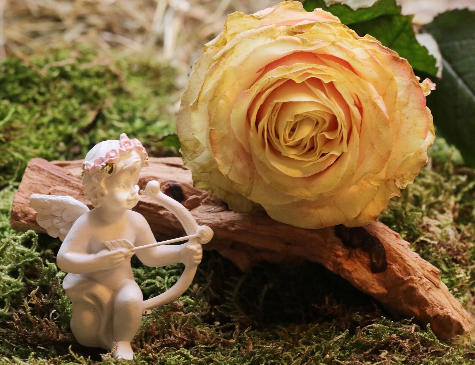 Canon EOS 80D sample photo. Figure, angel, petal, rose photography