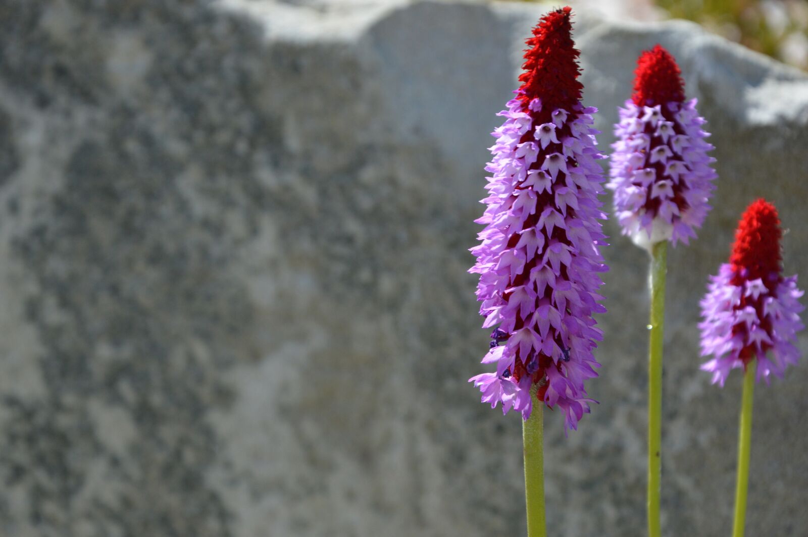 Nikon D3200 sample photo. Flora, plant, flowers photography