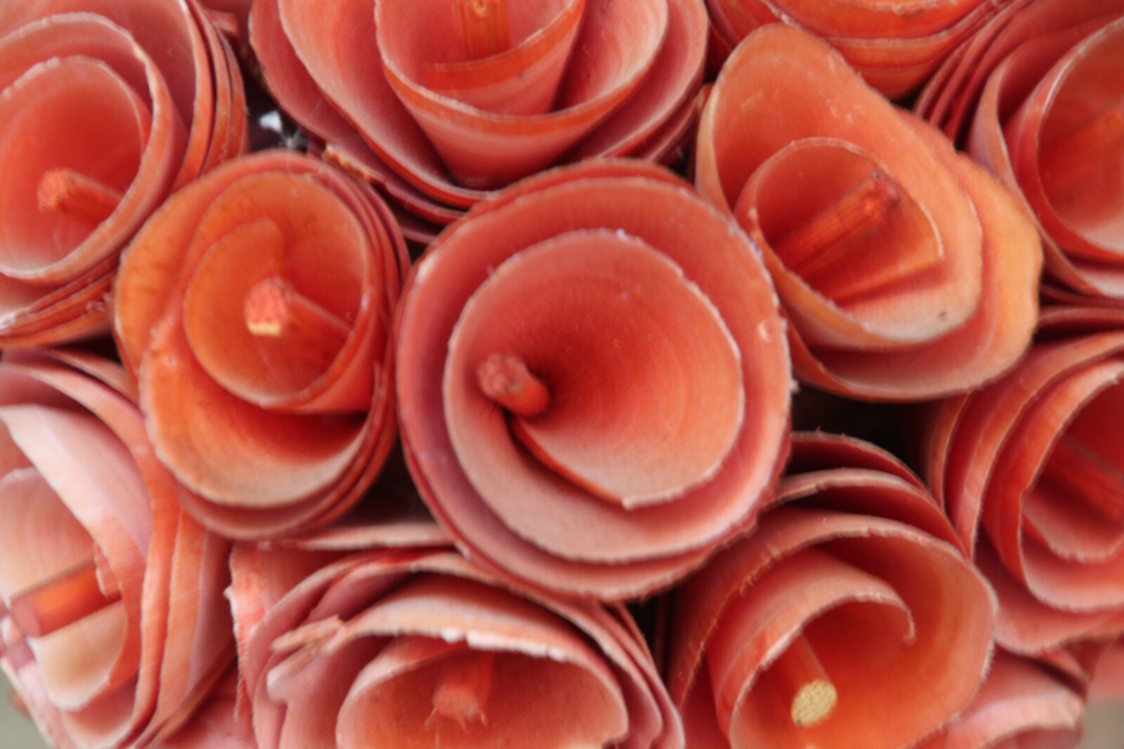 Canon EOS 7D Mark II sample photo. Flowers, garden, red, spiral photography