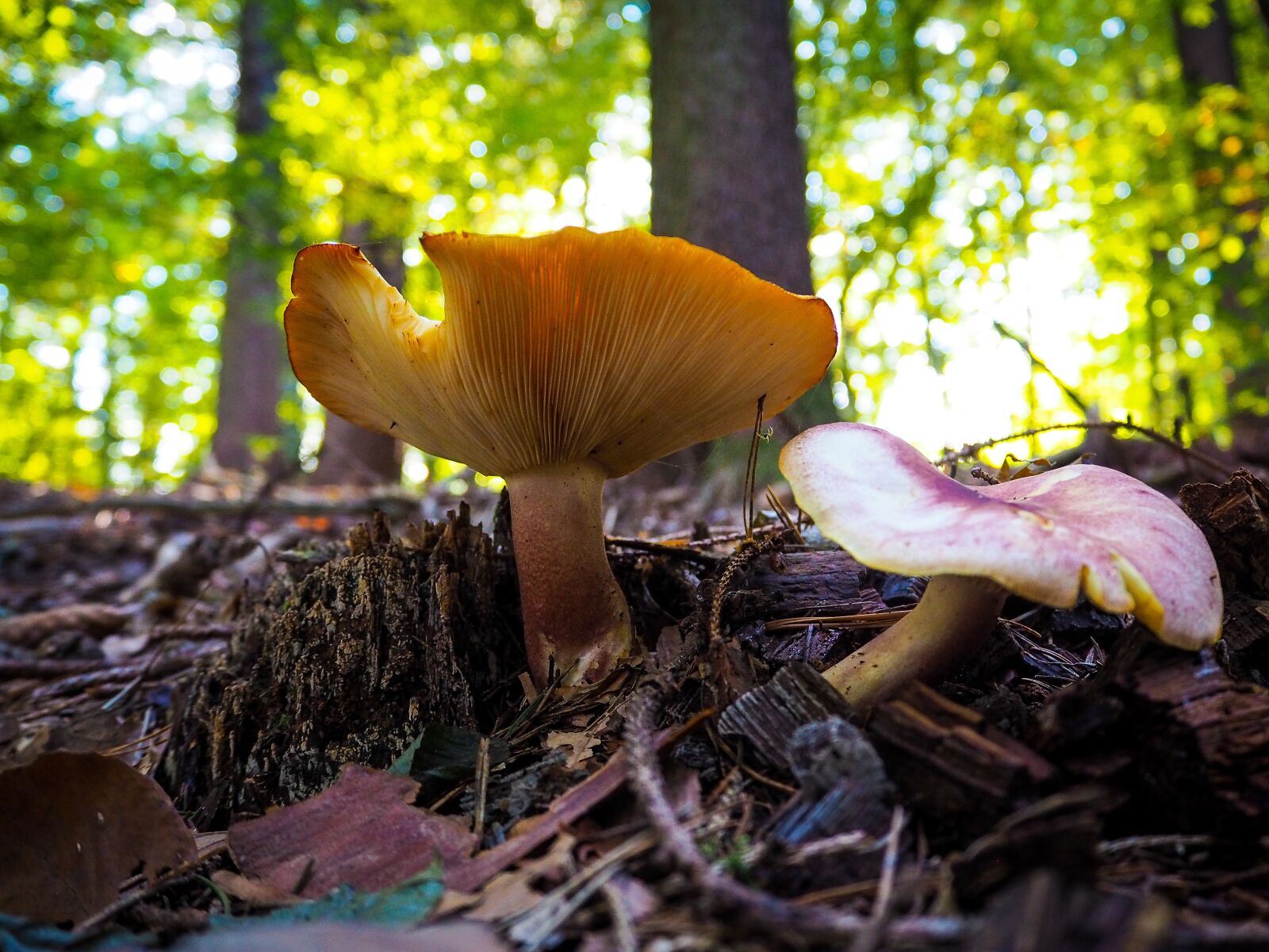 Olympus PEN E-PL7 sample photo. Mushroom, forest floor, autumn photography