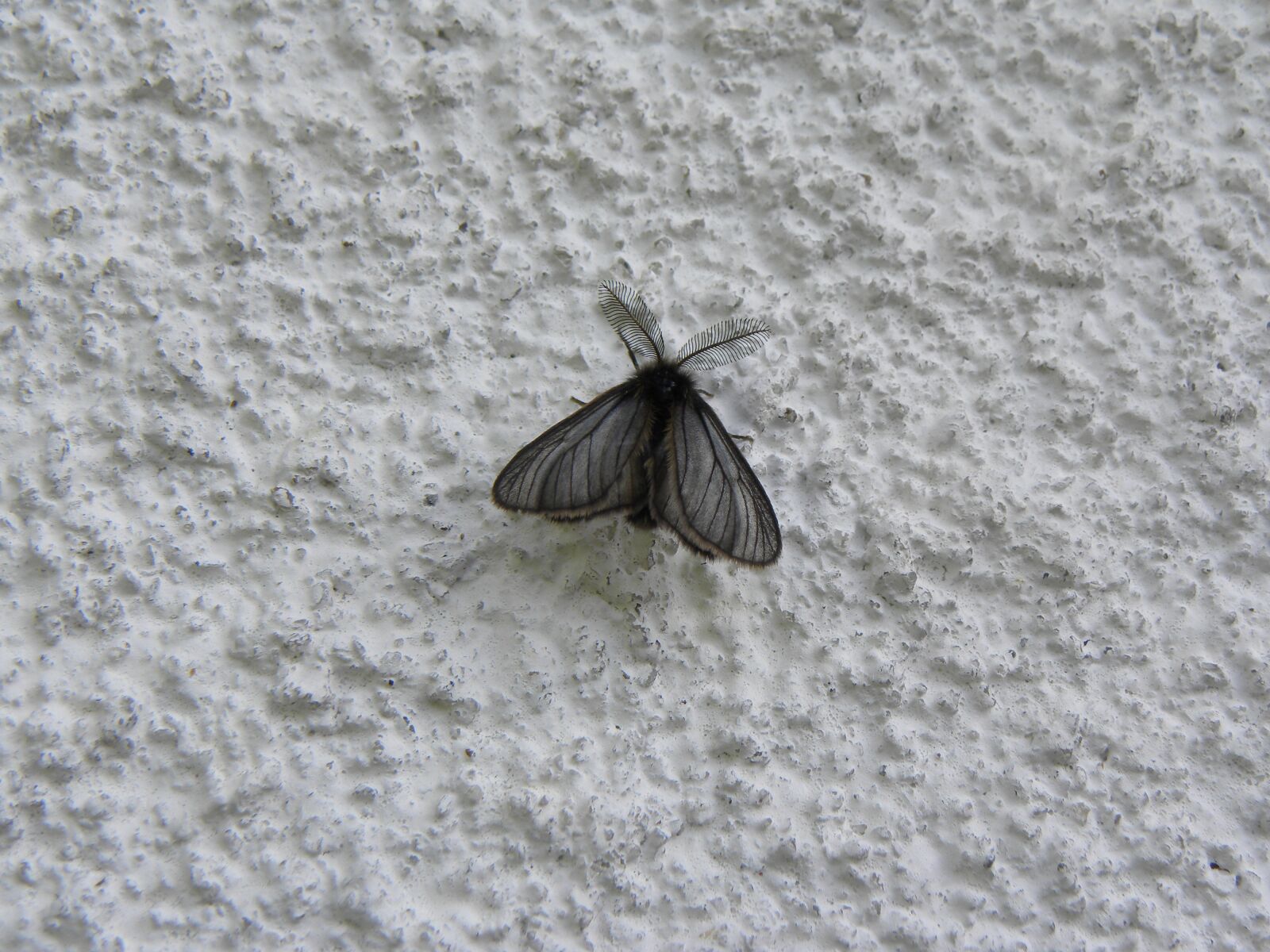 Nikon Coolpix P90 sample photo. Butterfly, black, animal photography