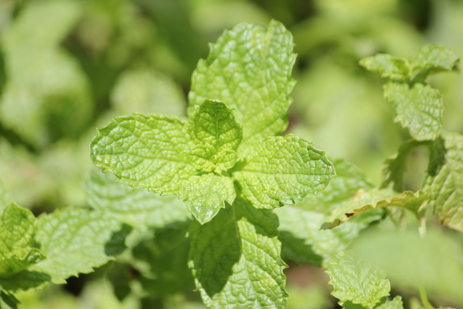 Canon EOS 550D (EOS Rebel T2i / EOS Kiss X4) sample photo. Mint, natural, nature photography