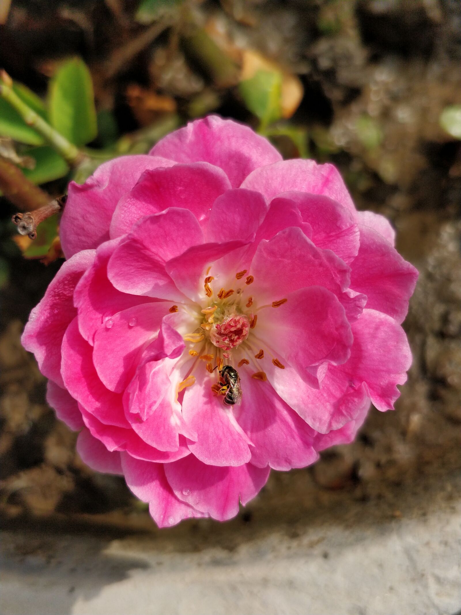 OnePlus 5 sample photo. Pink rose, rosa, flower photography