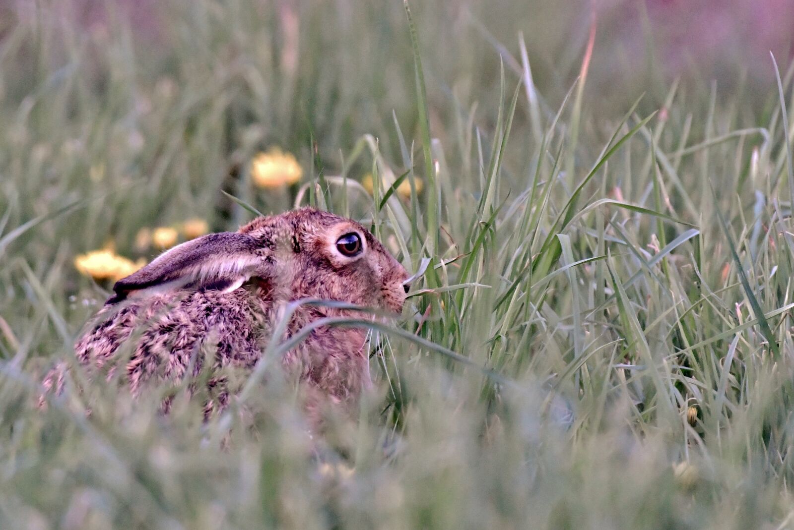 Nikon D500 sample photo. Haas, wild, nature photography