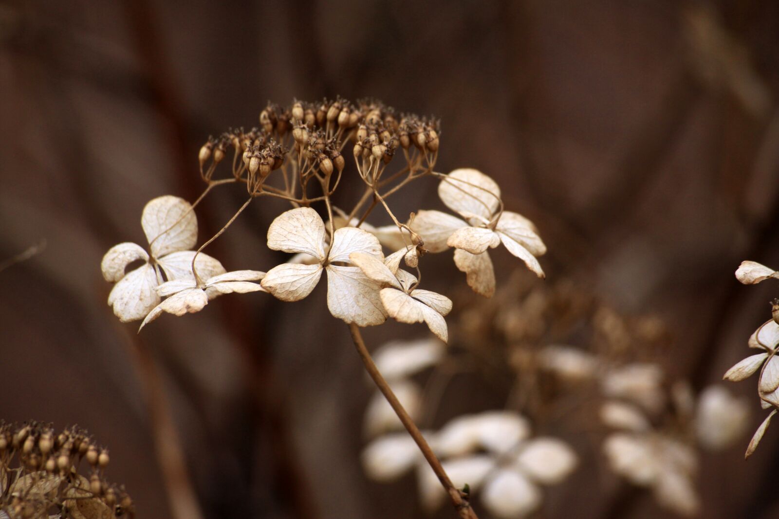 Canon EOS 50D sample photo. Dry flower, nature, wild photography
