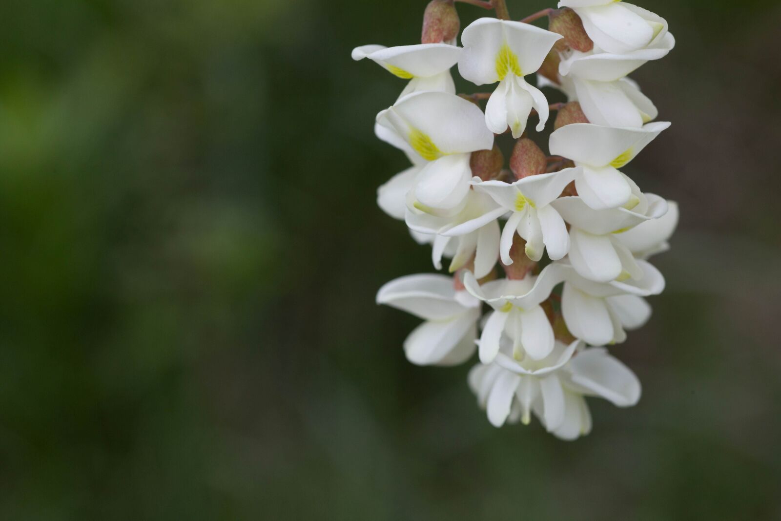 Canon EOS 5D Mark II sample photo. White, bloom, locust, flower photography