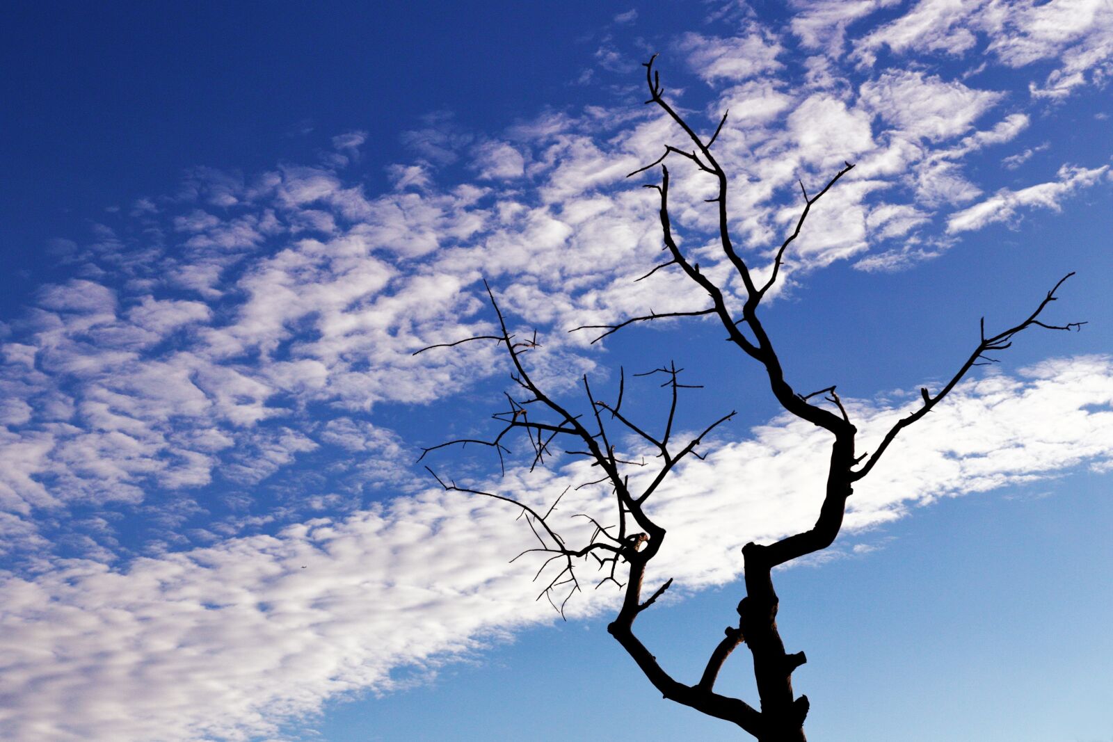 Canon EOS 1200D (EOS Rebel T5 / EOS Kiss X70 / EOS Hi) sample photo. Tree, branches, silhouette photography