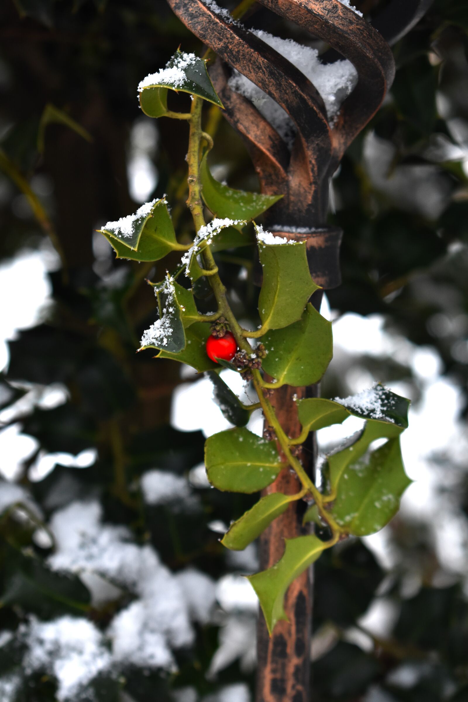 Nikon D3400 sample photo. Cezmína, snow, winter photography