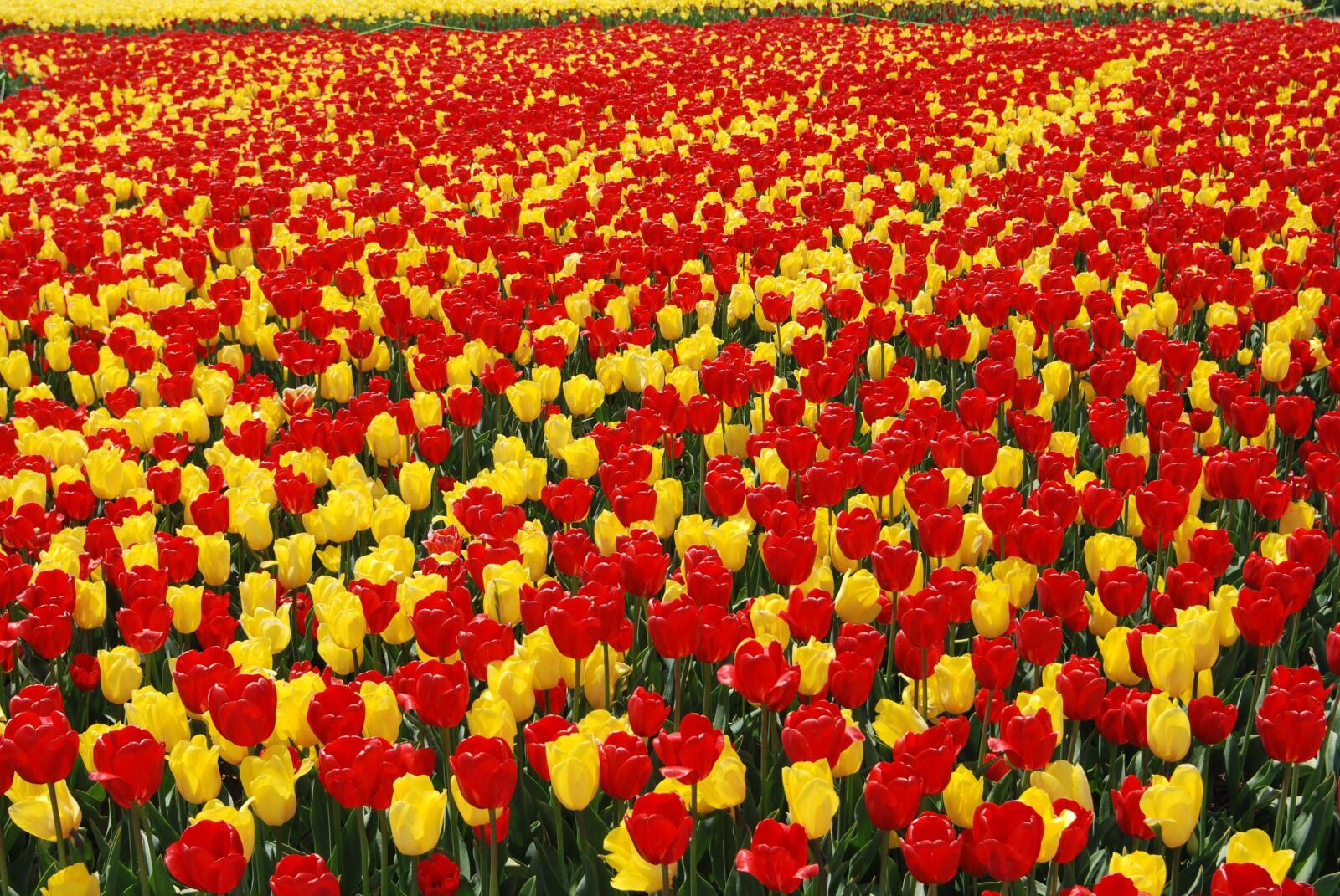 Nikon D80 sample photo. Tulip, flowers, s photography
